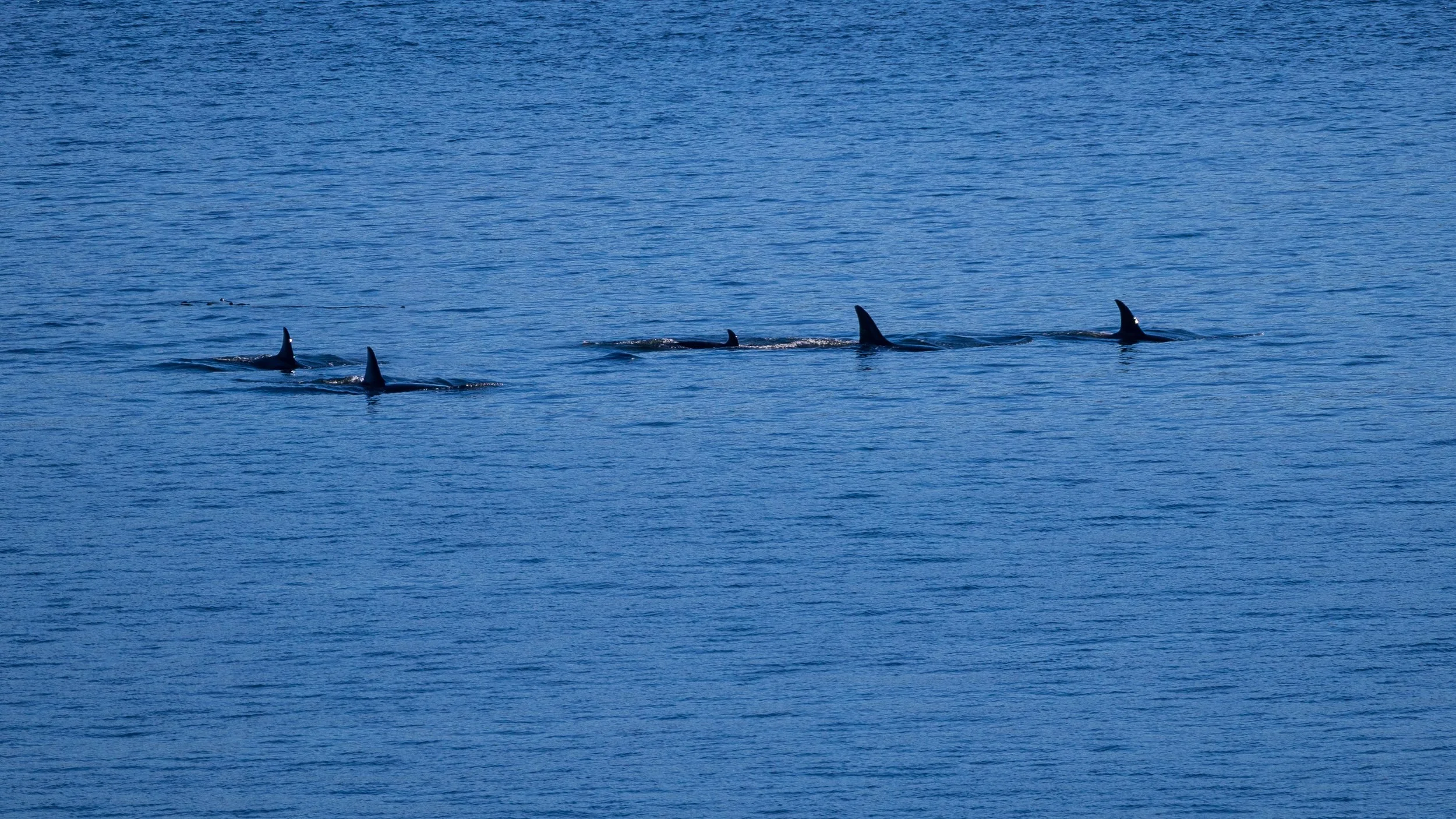  But more excitingly, about half an hour later, the pod of orcas we were hoping for made their way right under us! 