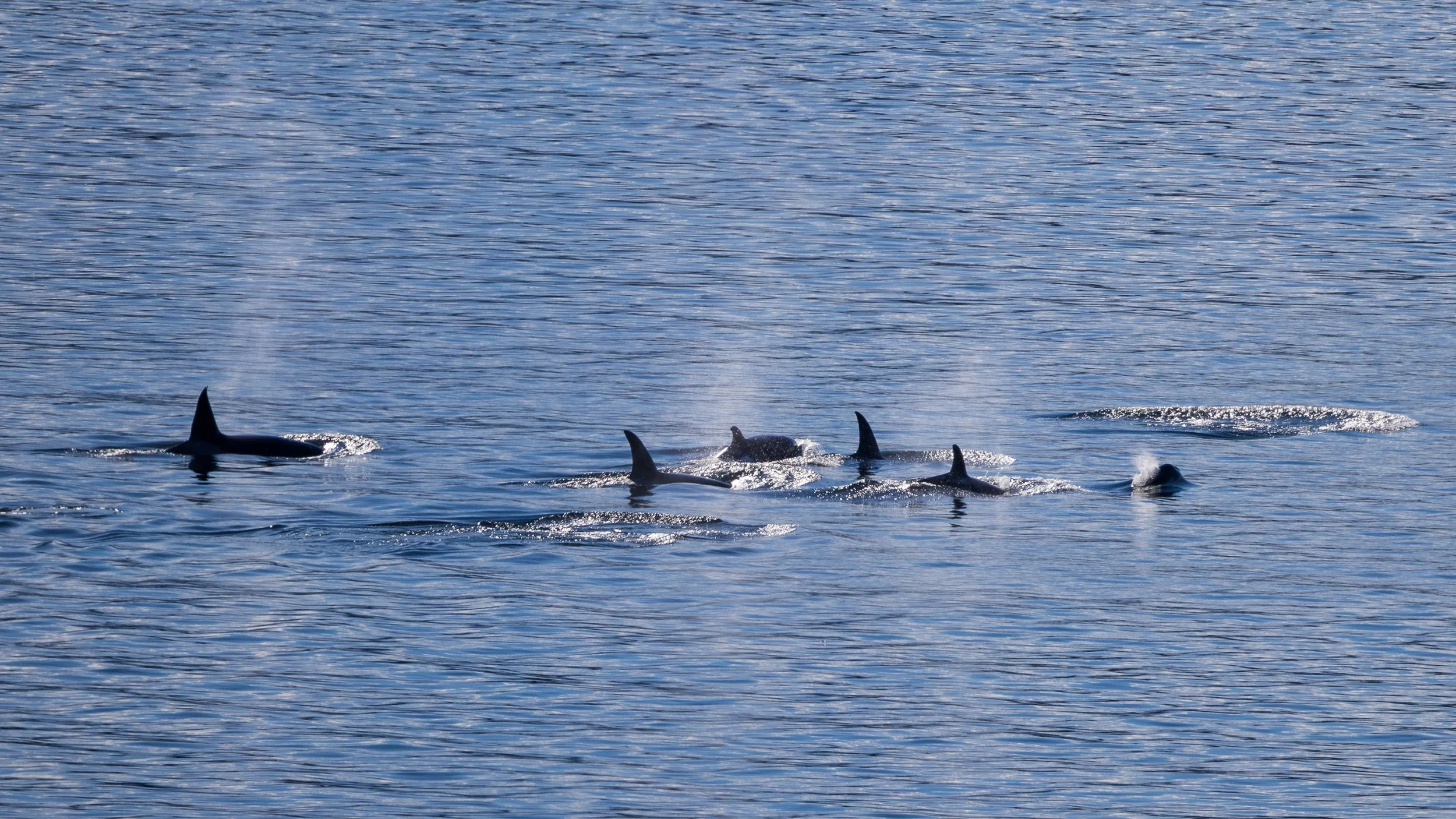  I think there were 7 or 8 of them, including one big male and one small juvenile.  