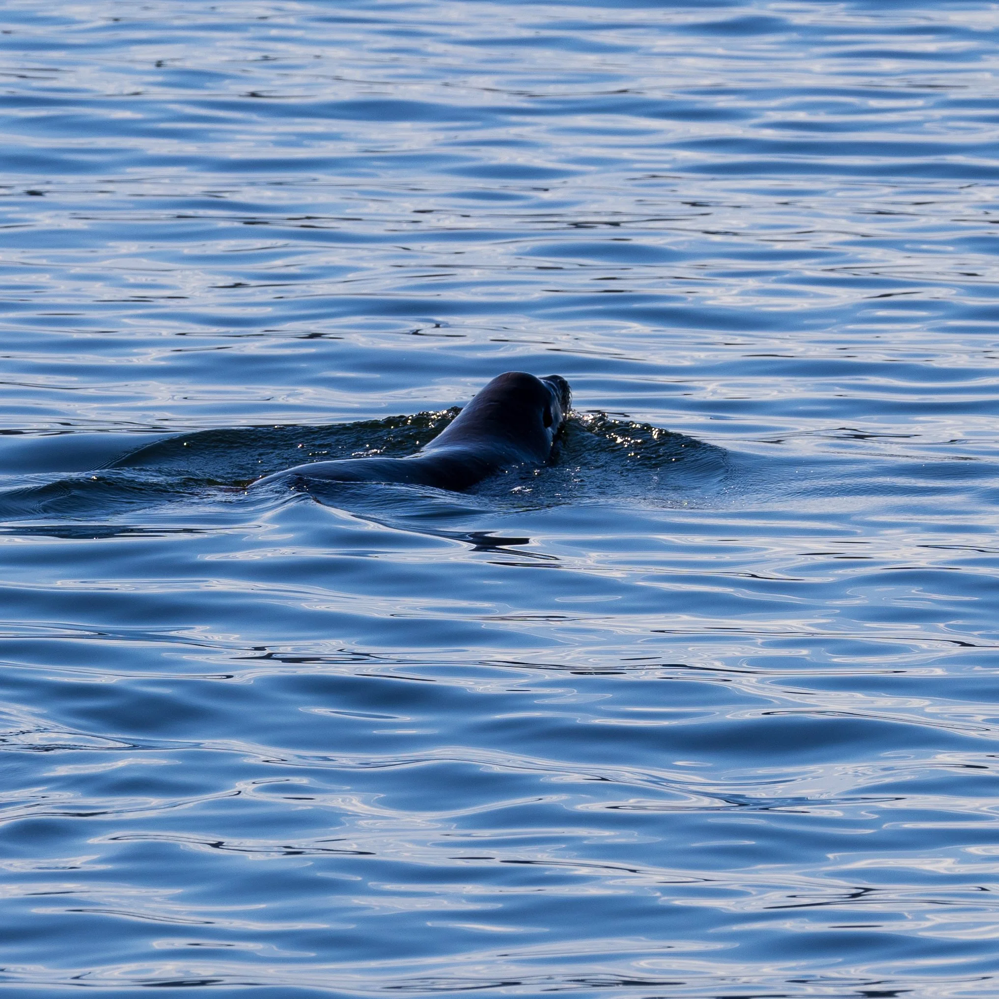  While we were waiting, we did see a sea lion - for his sake it was lucky the orcas didn’t come this way! 