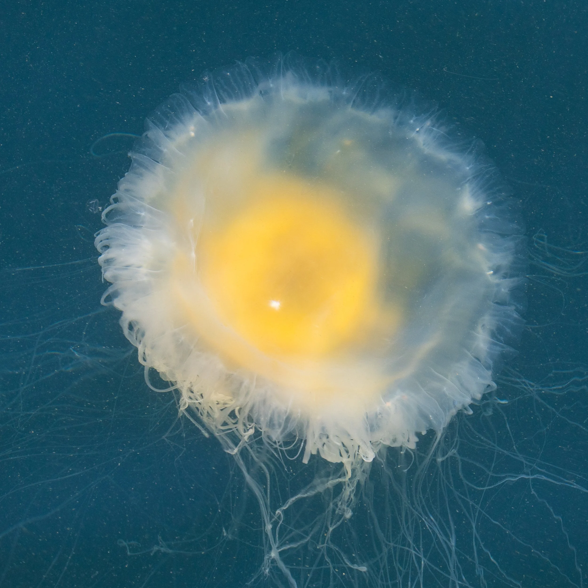  A very aptly named fried egg jelly 
