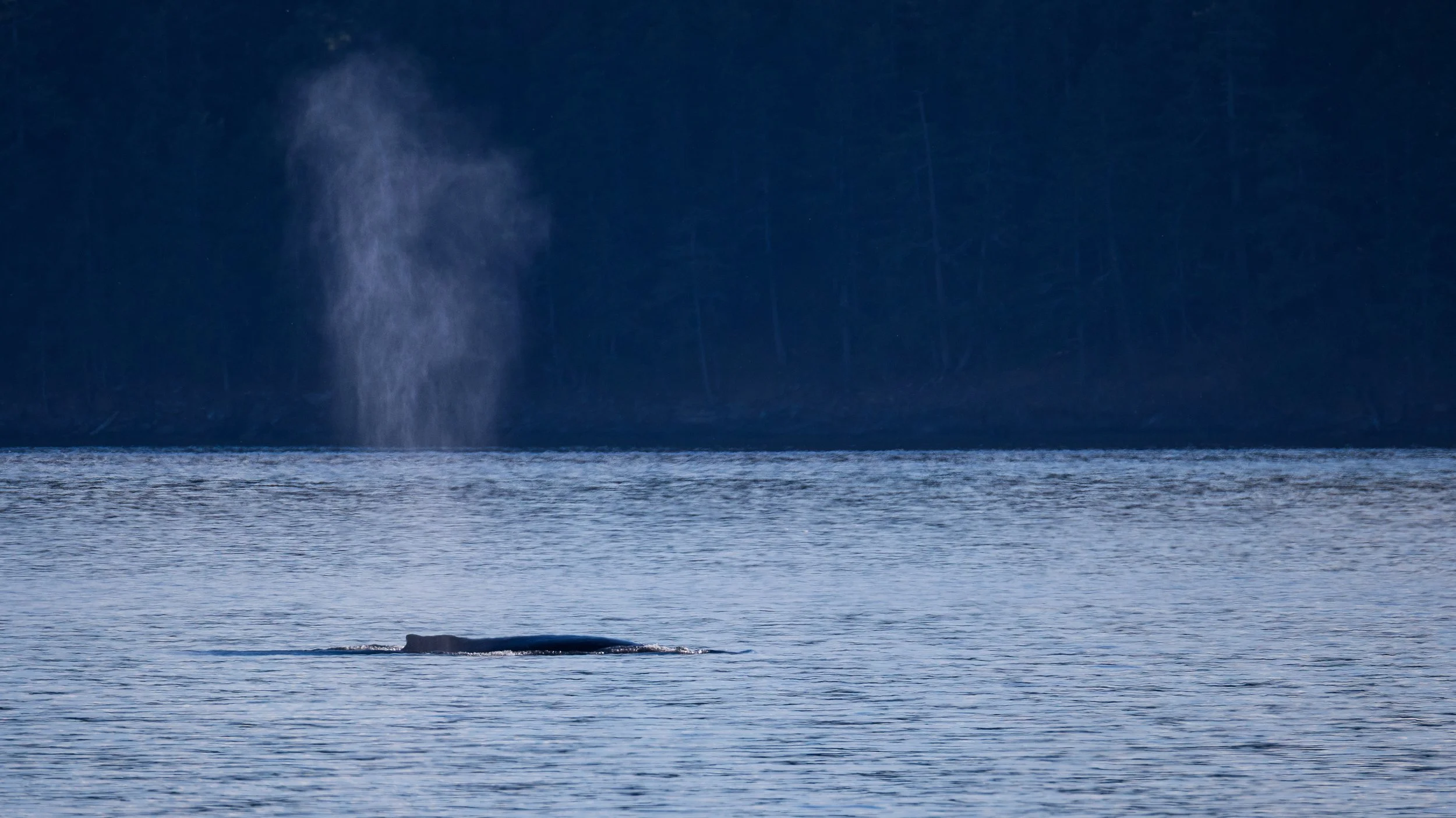  Our humpback continued along past us, even if the orcas did not. 