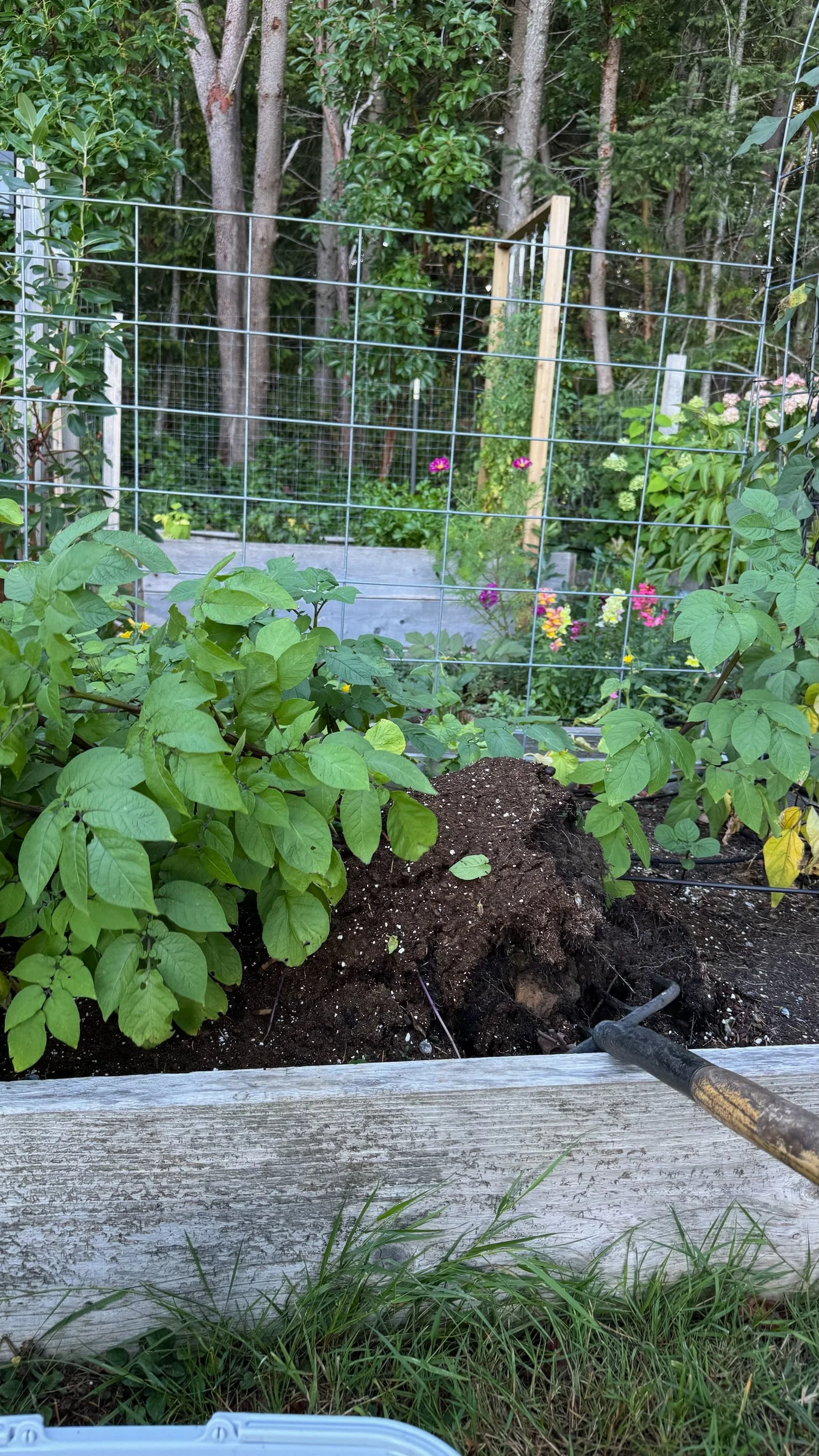  O only planted the potatoes in July, so I wasn’t holding out much hope. They had flowered and were growing well, so that seemed good. It was time to dig one up and see. 