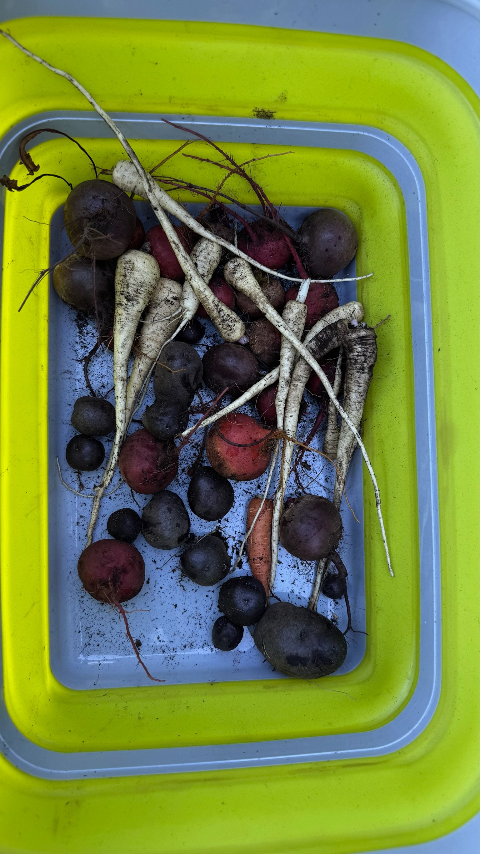  They were pretty small as expected, but we pulled enough to make for dinner. 