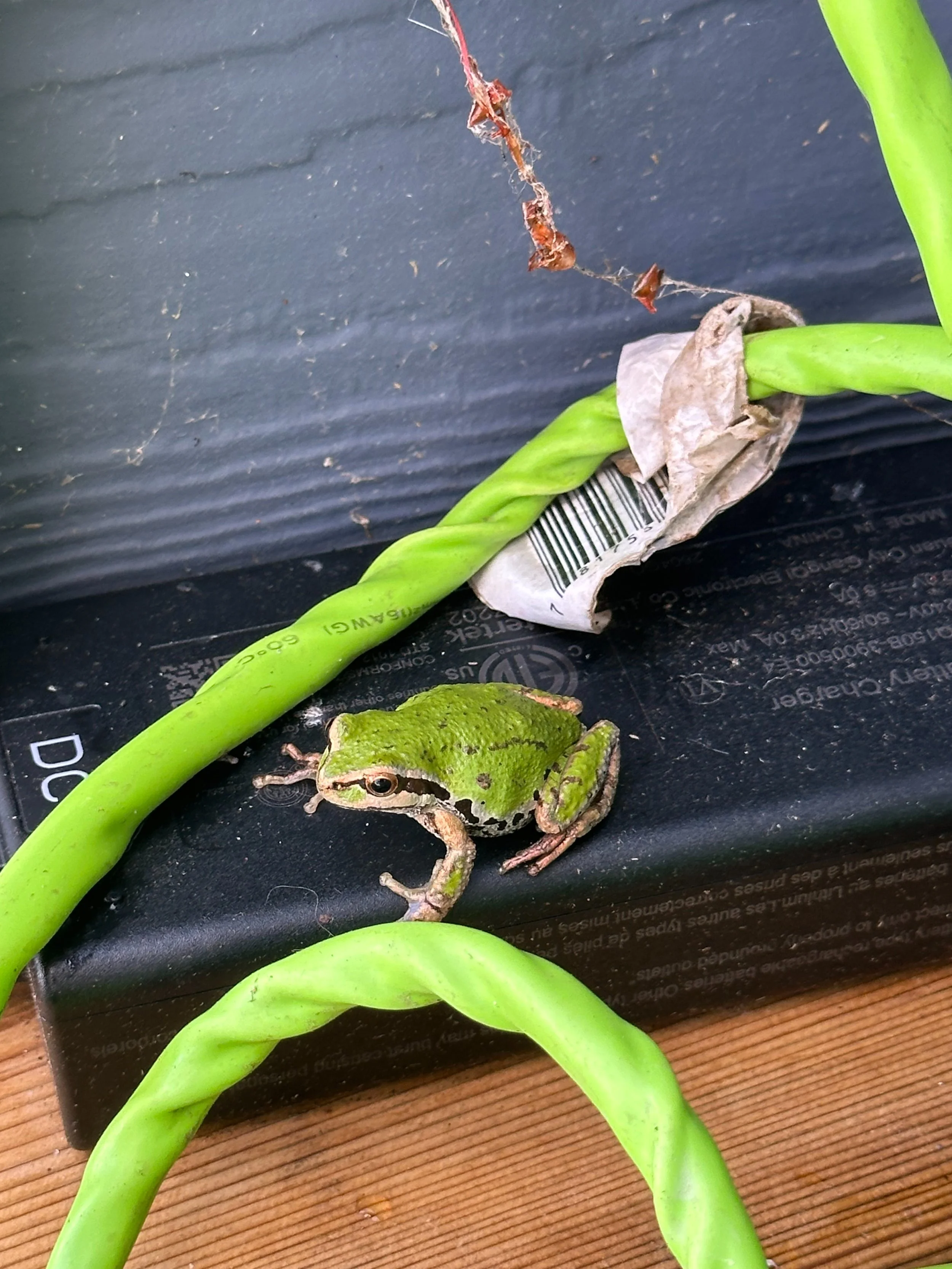  We’ve had a little friend hanging out on the deck most of the summer. He seems to like the heat from the power supply for the robot lawn mower.  