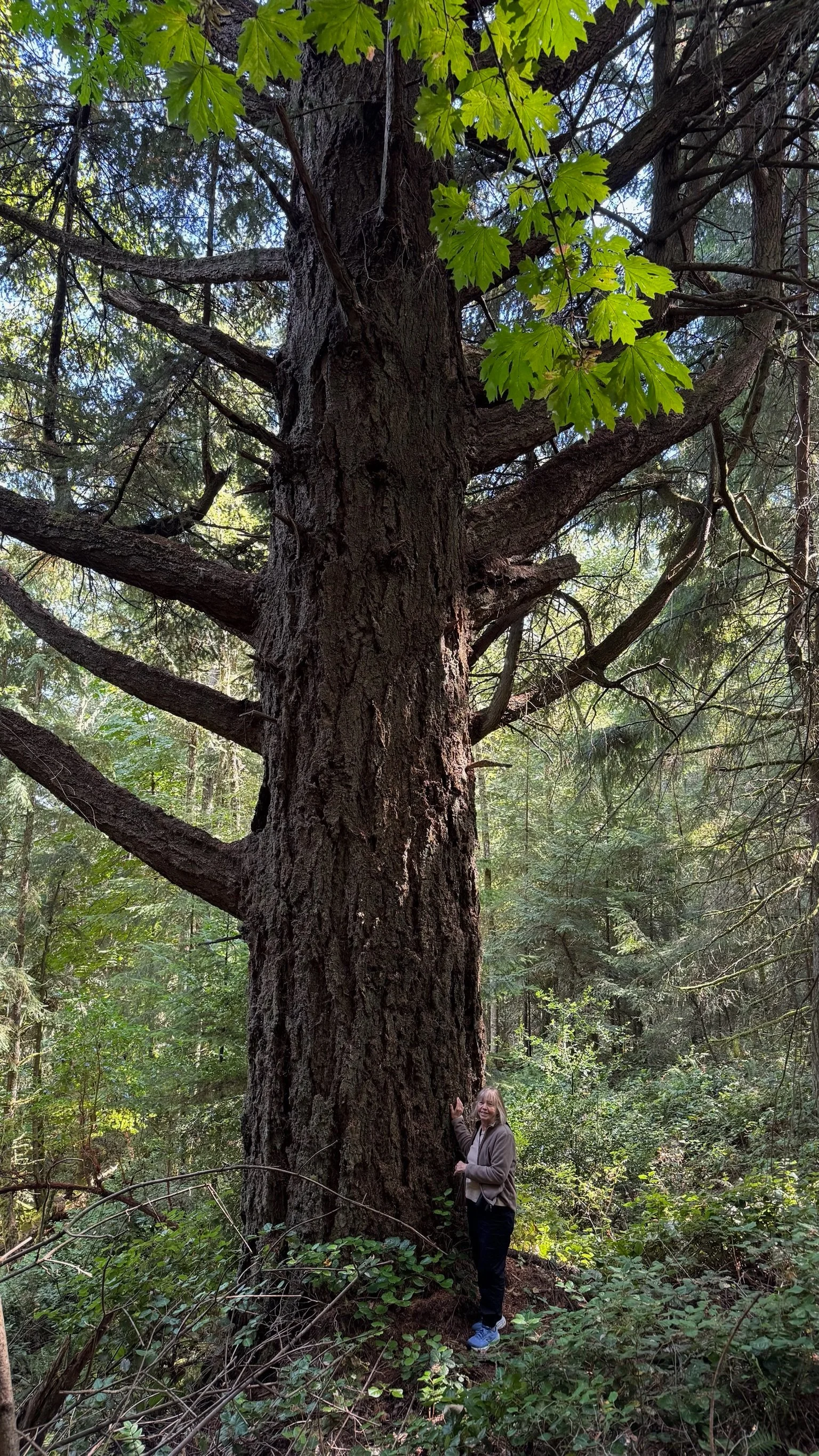  Such a great tree - with Mom for perspective.  