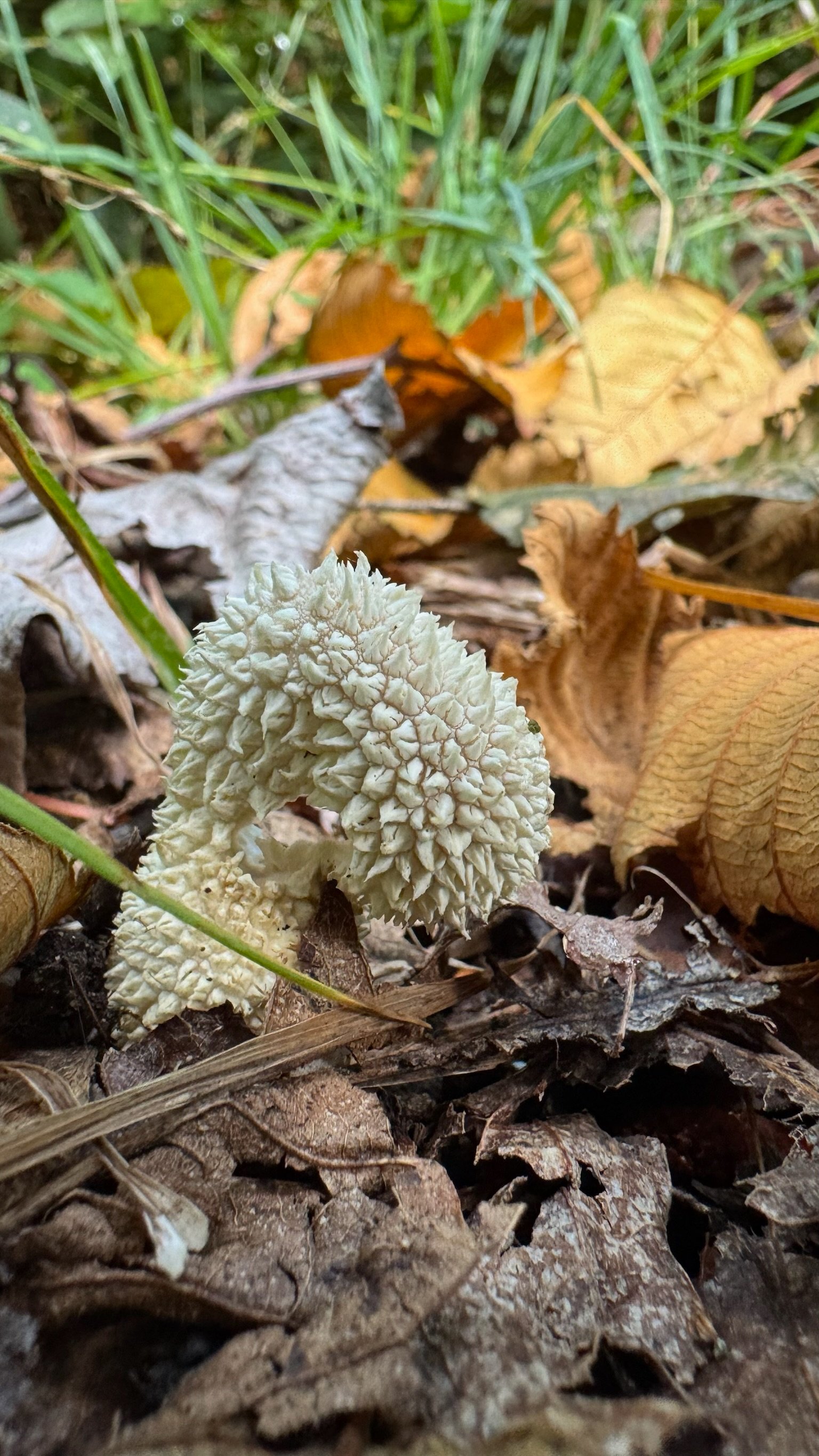  We found this weird thing as well. I’m really not sure what it is. I assume a mushroom of some sort? 