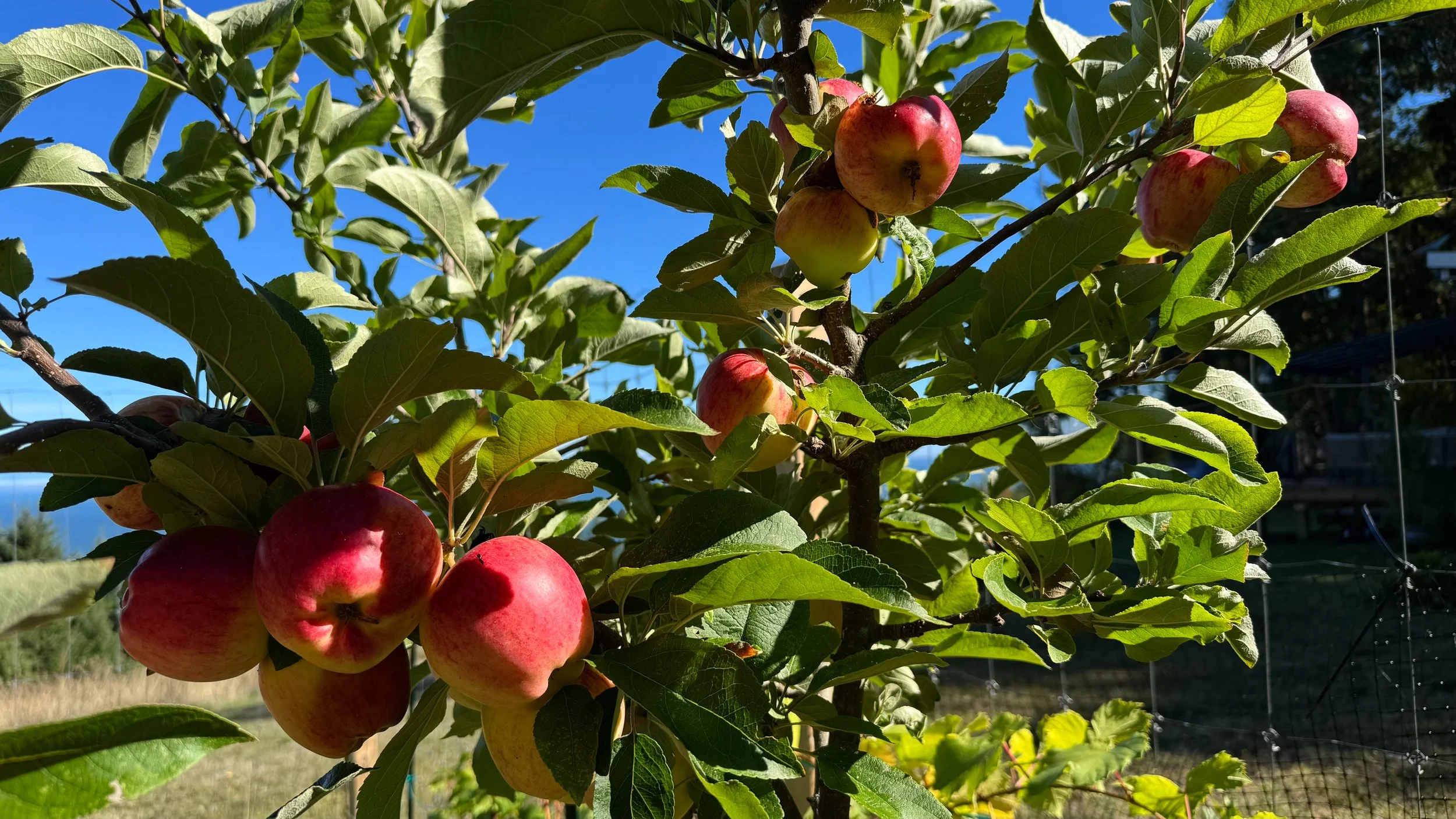  Our few apples are getting close to harvest. 