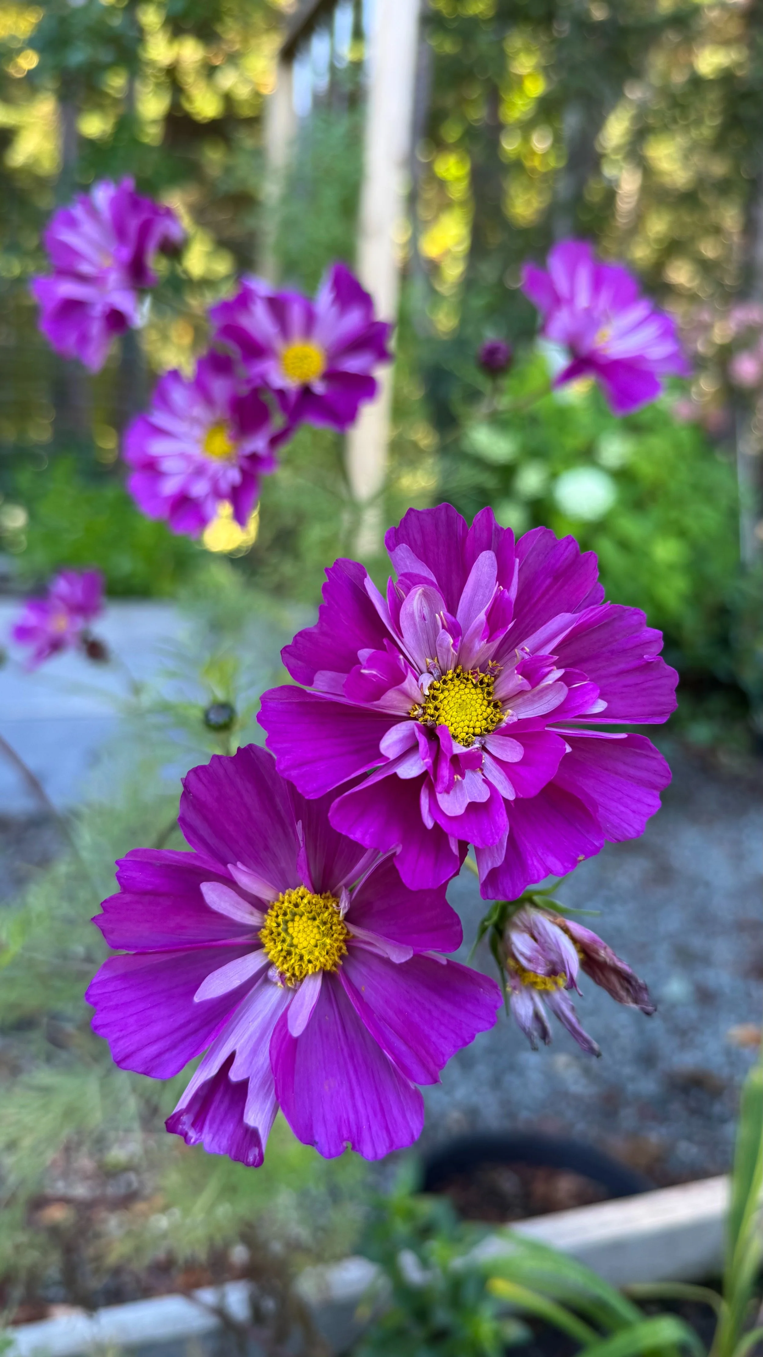  Justine’s flowers are still going strong. 