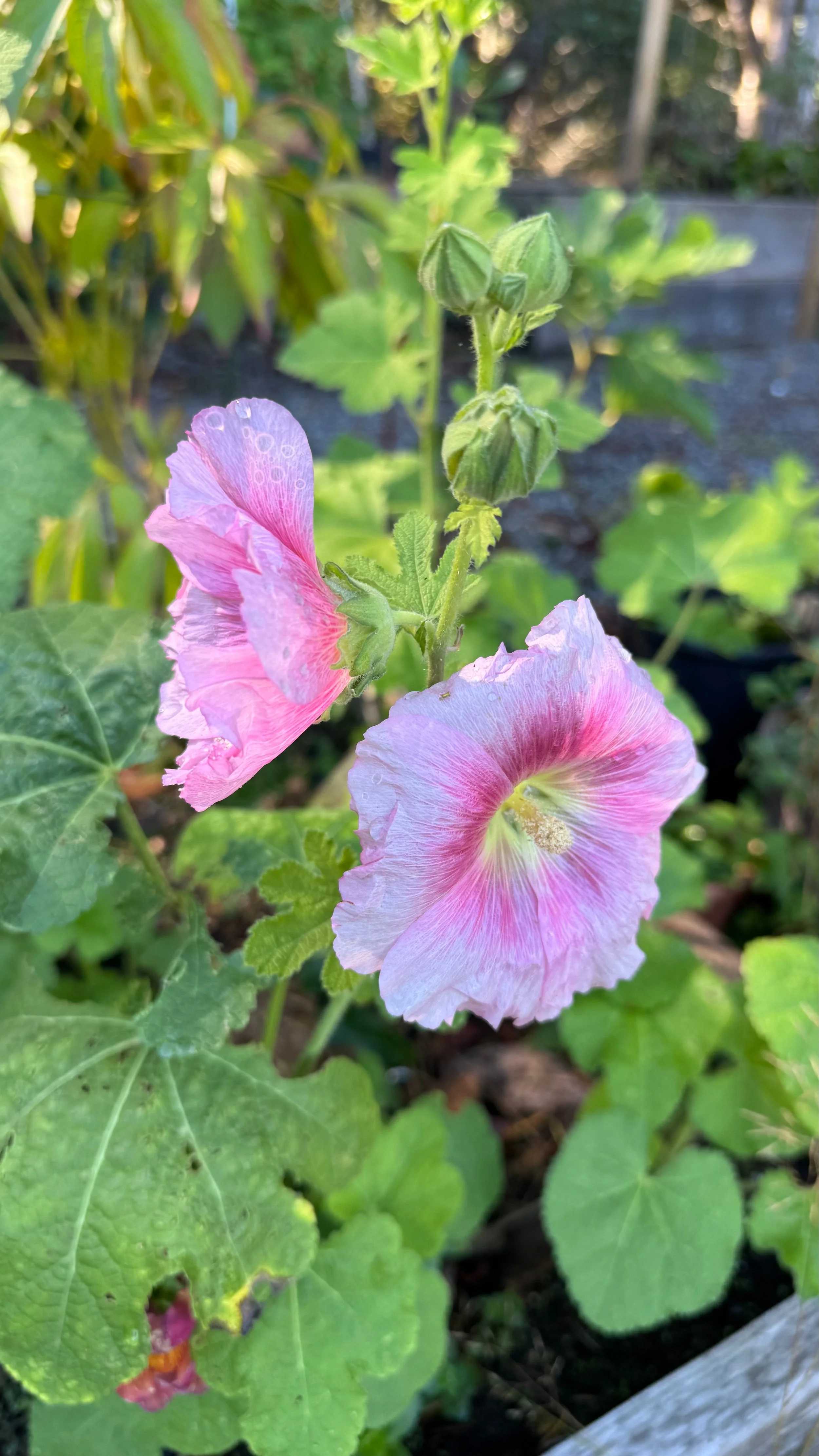  The hollyhocks (?) bloomed very late. 