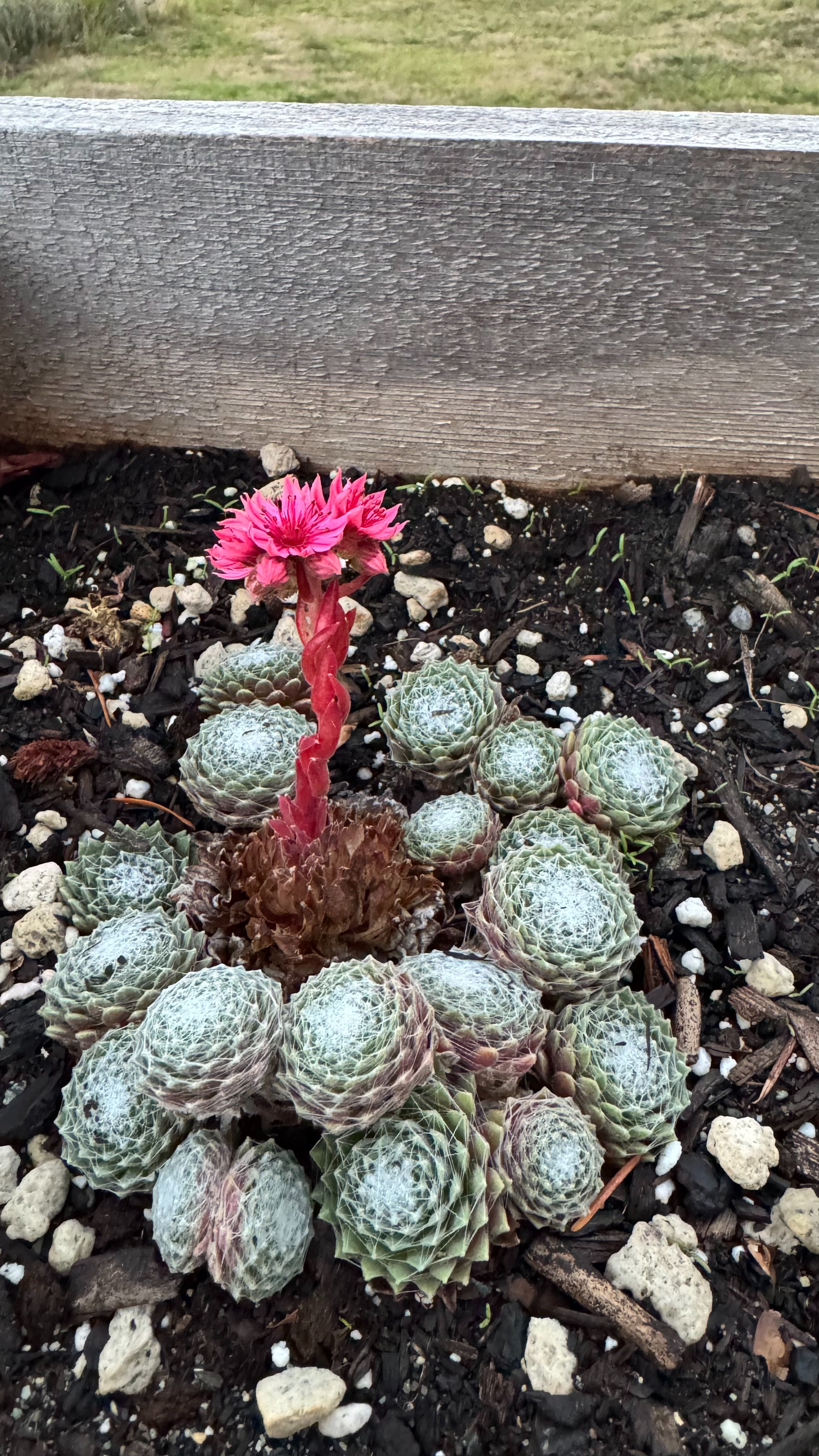  The little succulents that we planted are also doing well and flowering. 