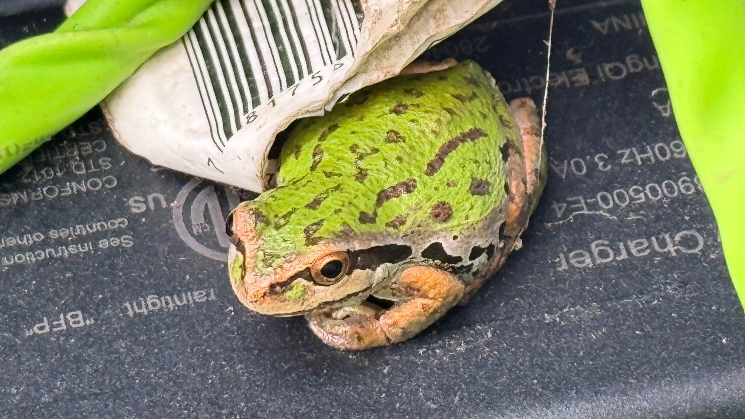  Our little frog was still hanging out with us. 