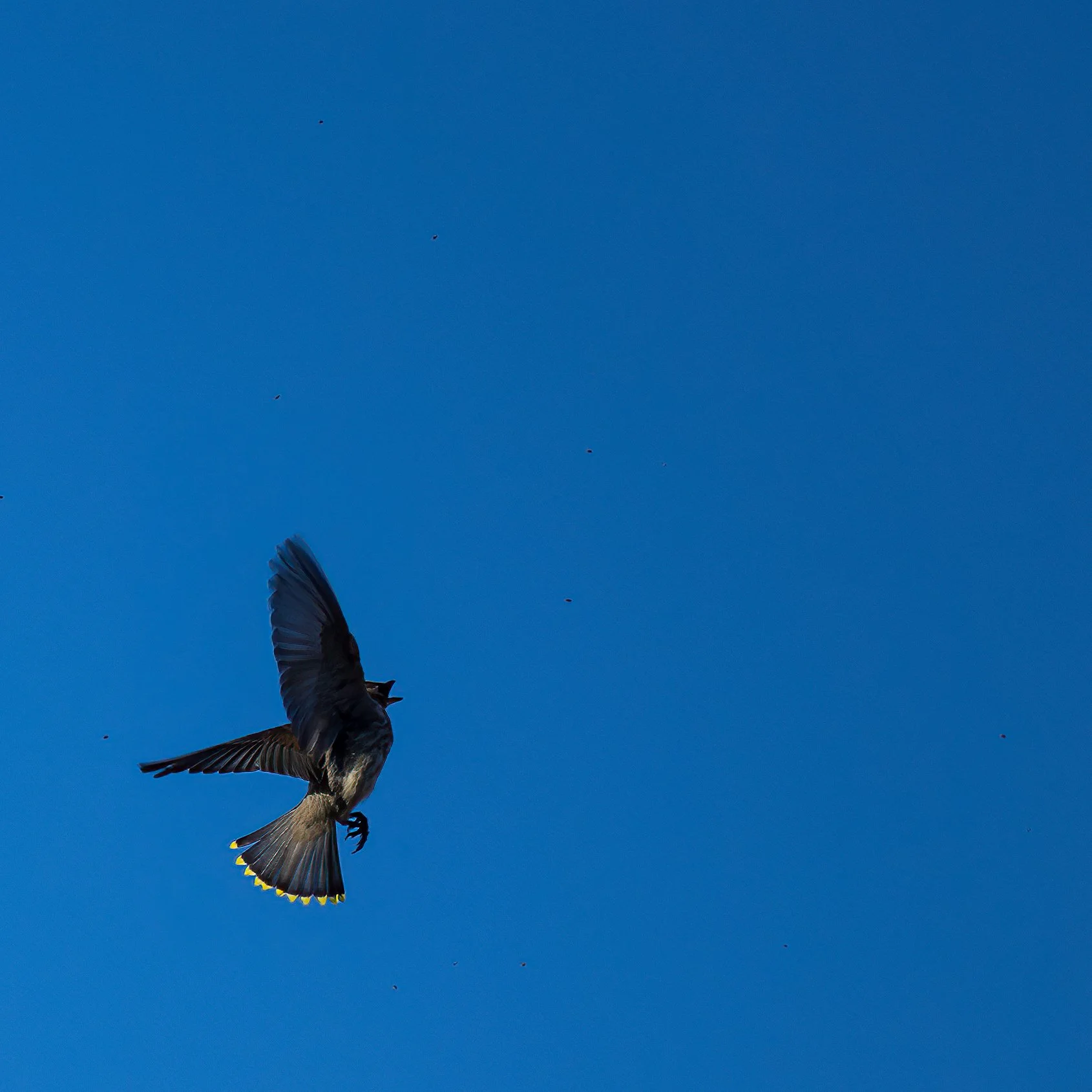  There were a lot of cedar waxwings around. This one was catching insects. 