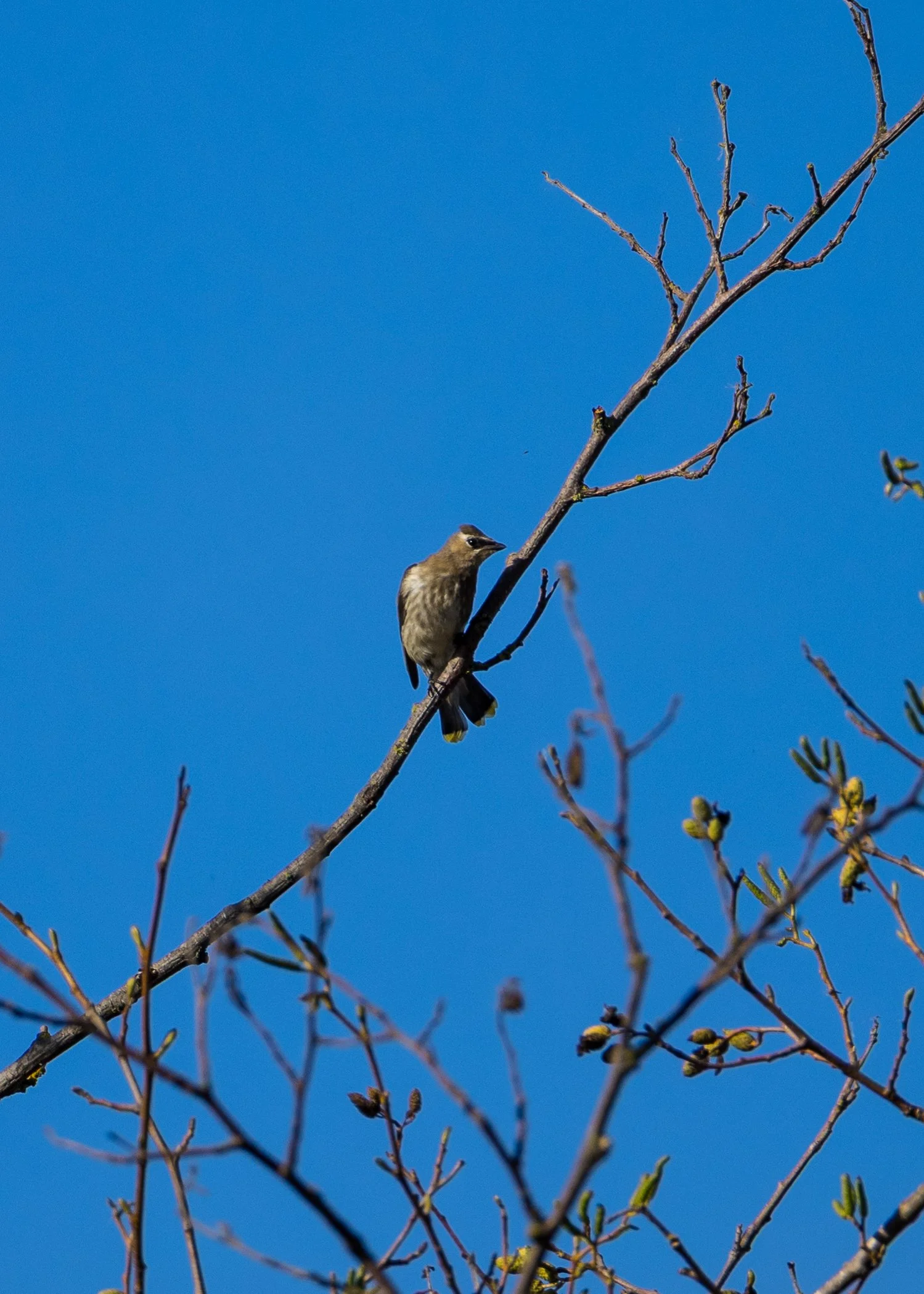  We think that most were juveniles, as they very little colour. 