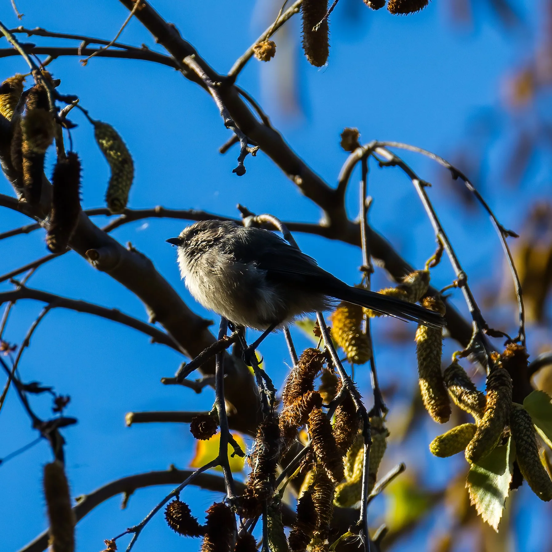  Bush tits are so cute. 