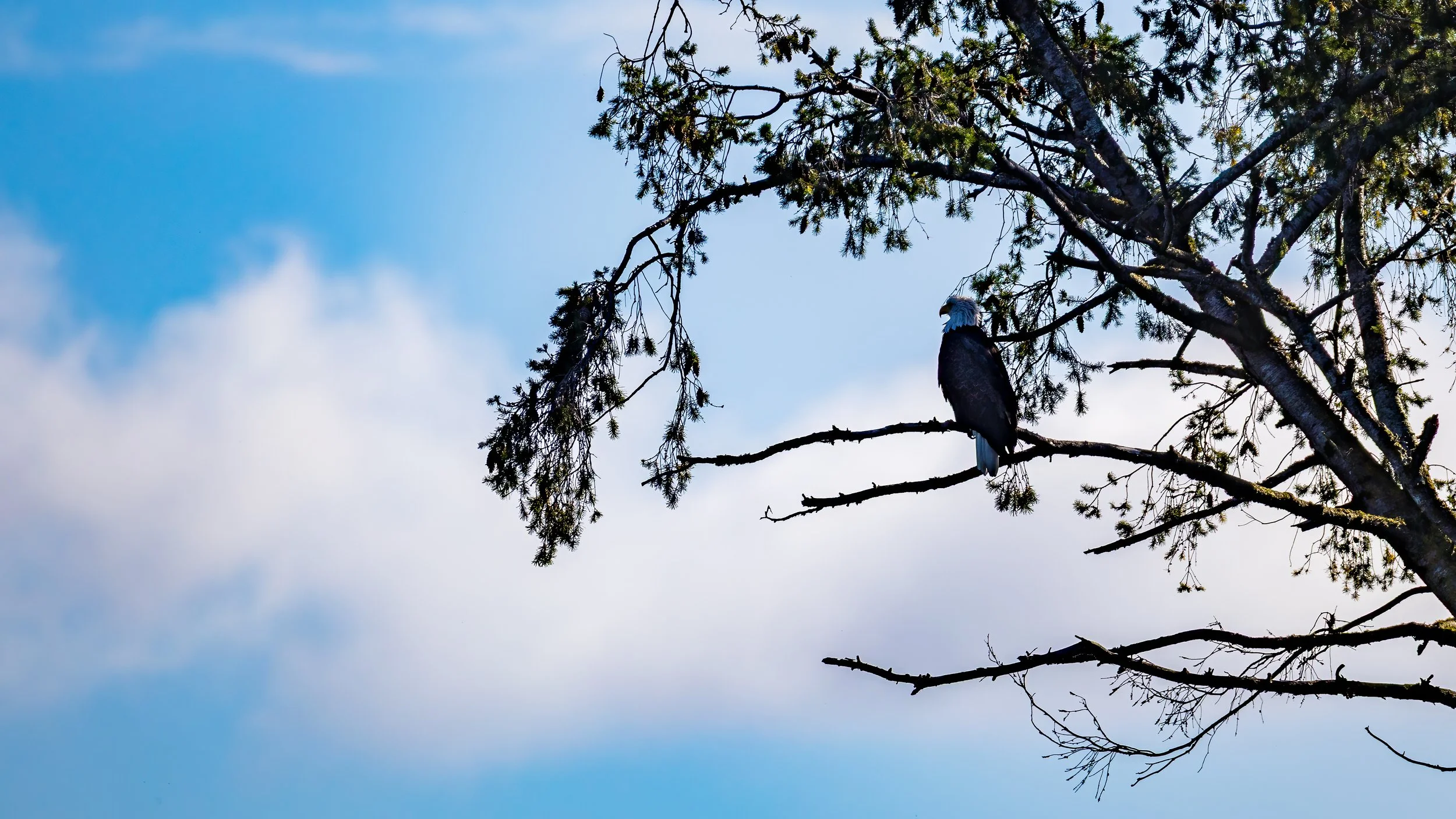  There were a few eagles about. 