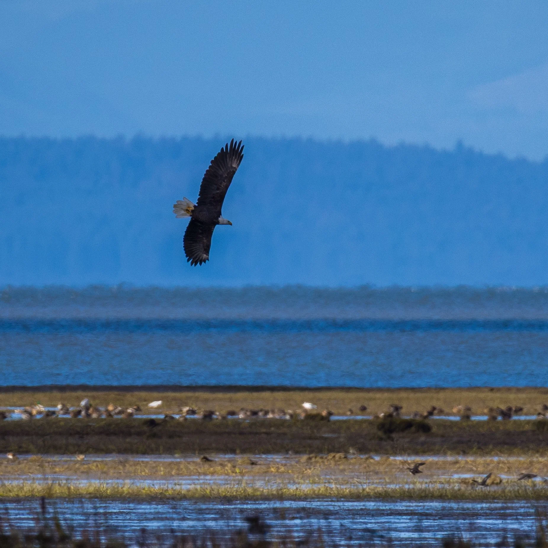  This one was hunting out over the shoreline. 
