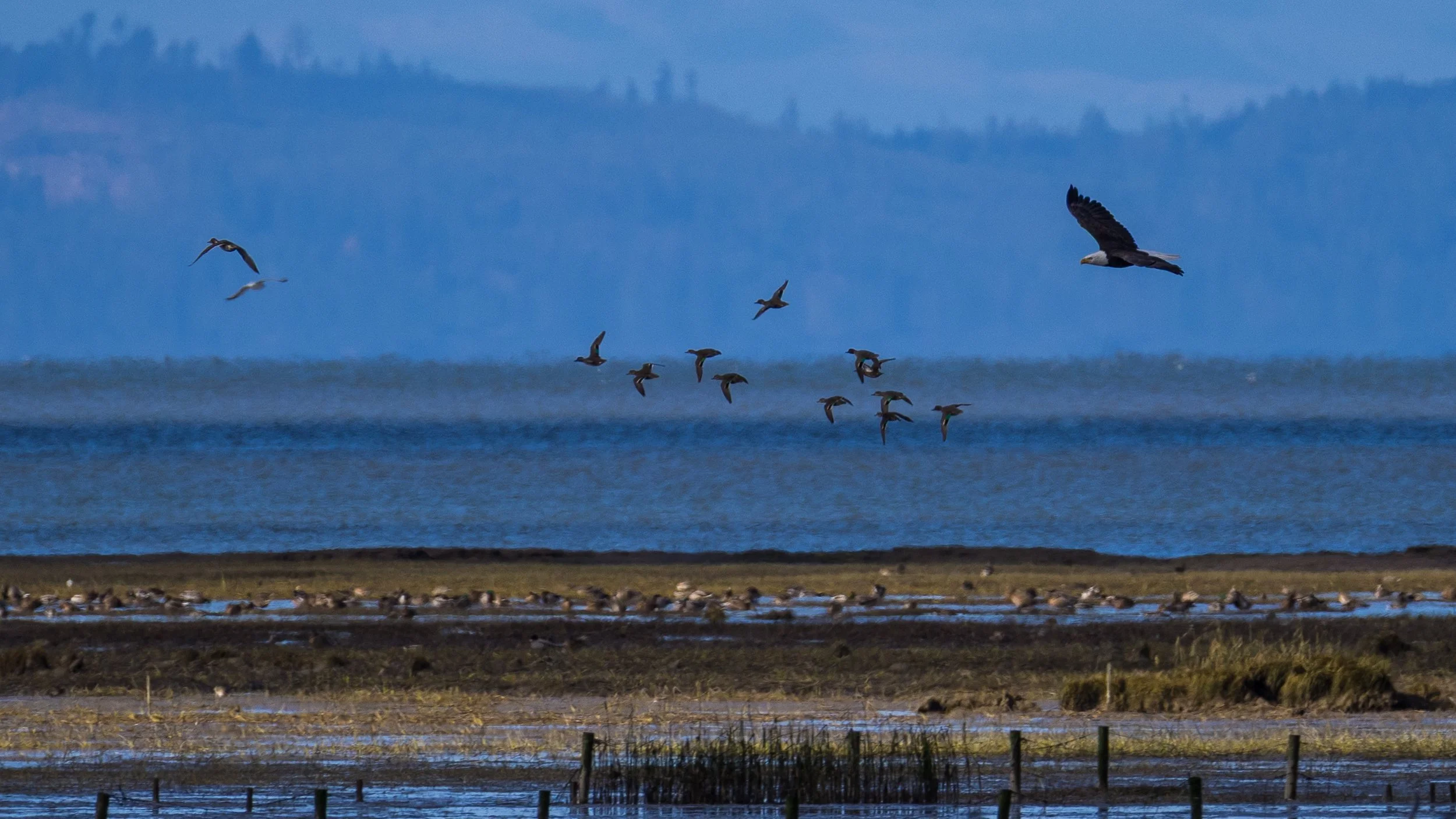  It chased a flock of pintails for a while before giving up. 
