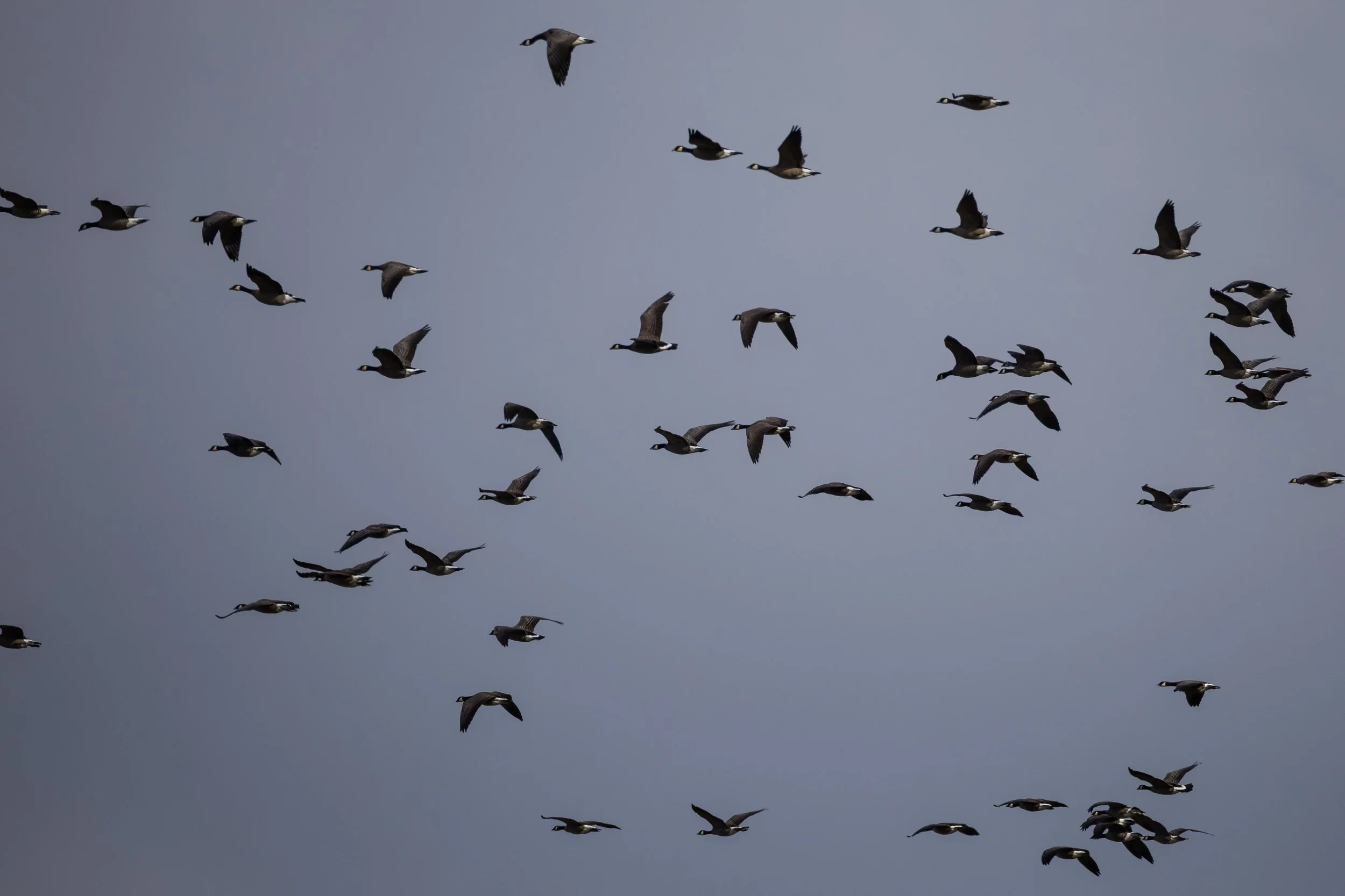  A flock of cackling geese. 