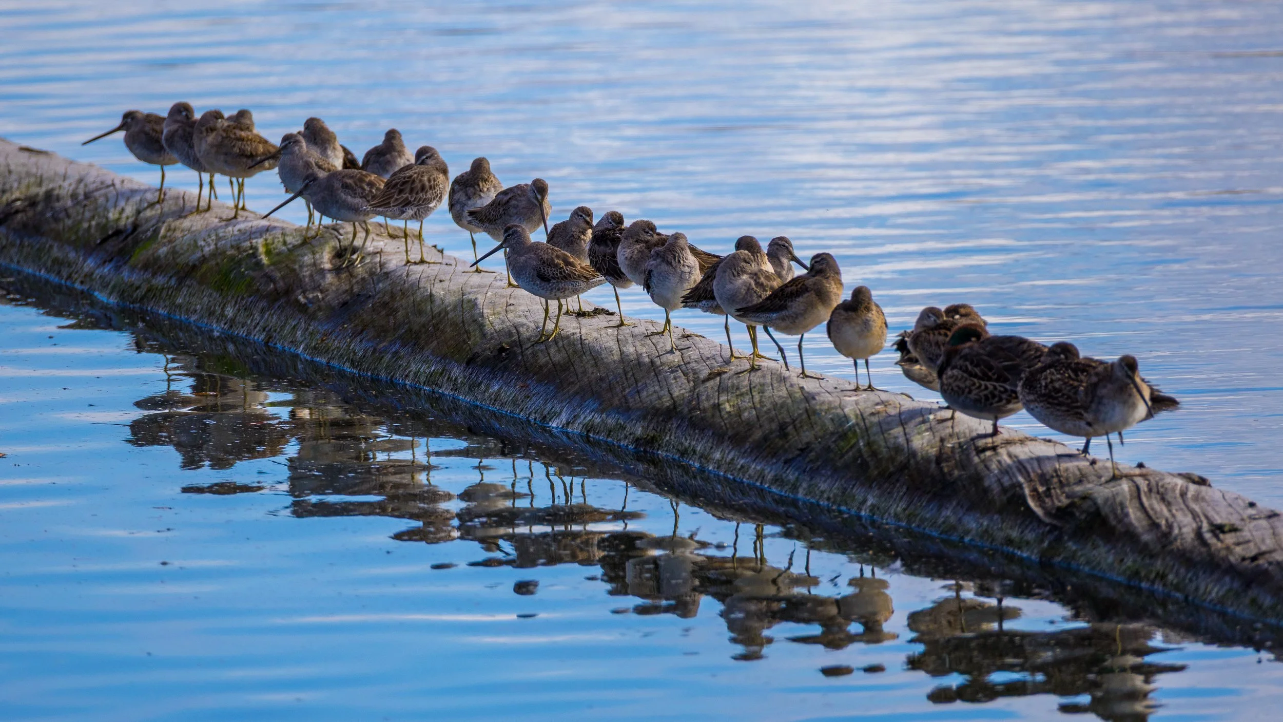  Sandpipers - I can never get the ID right on these. 