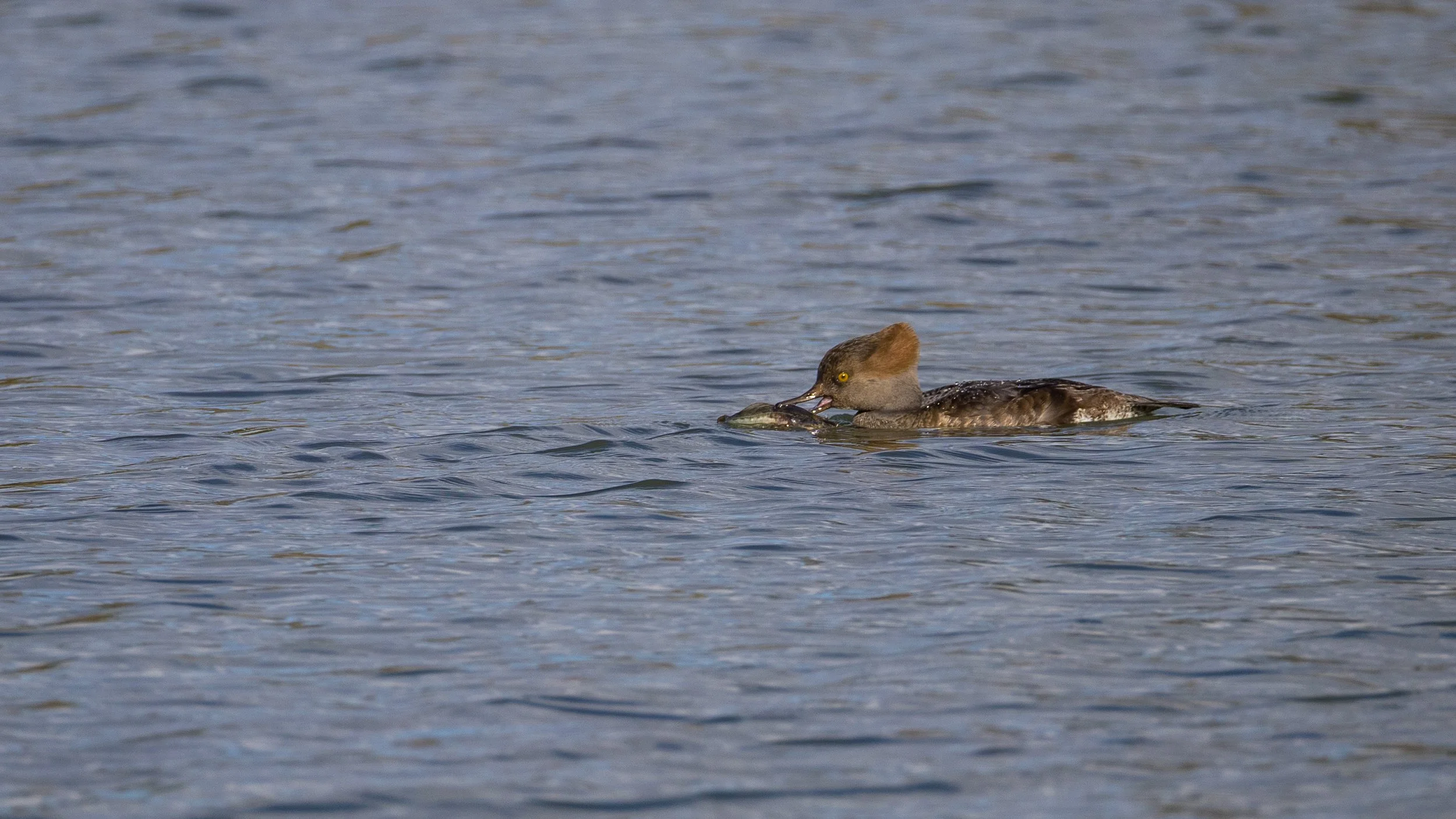  The fish this merganser had caught was way bigger than anything I had expected to be in the ponds. 