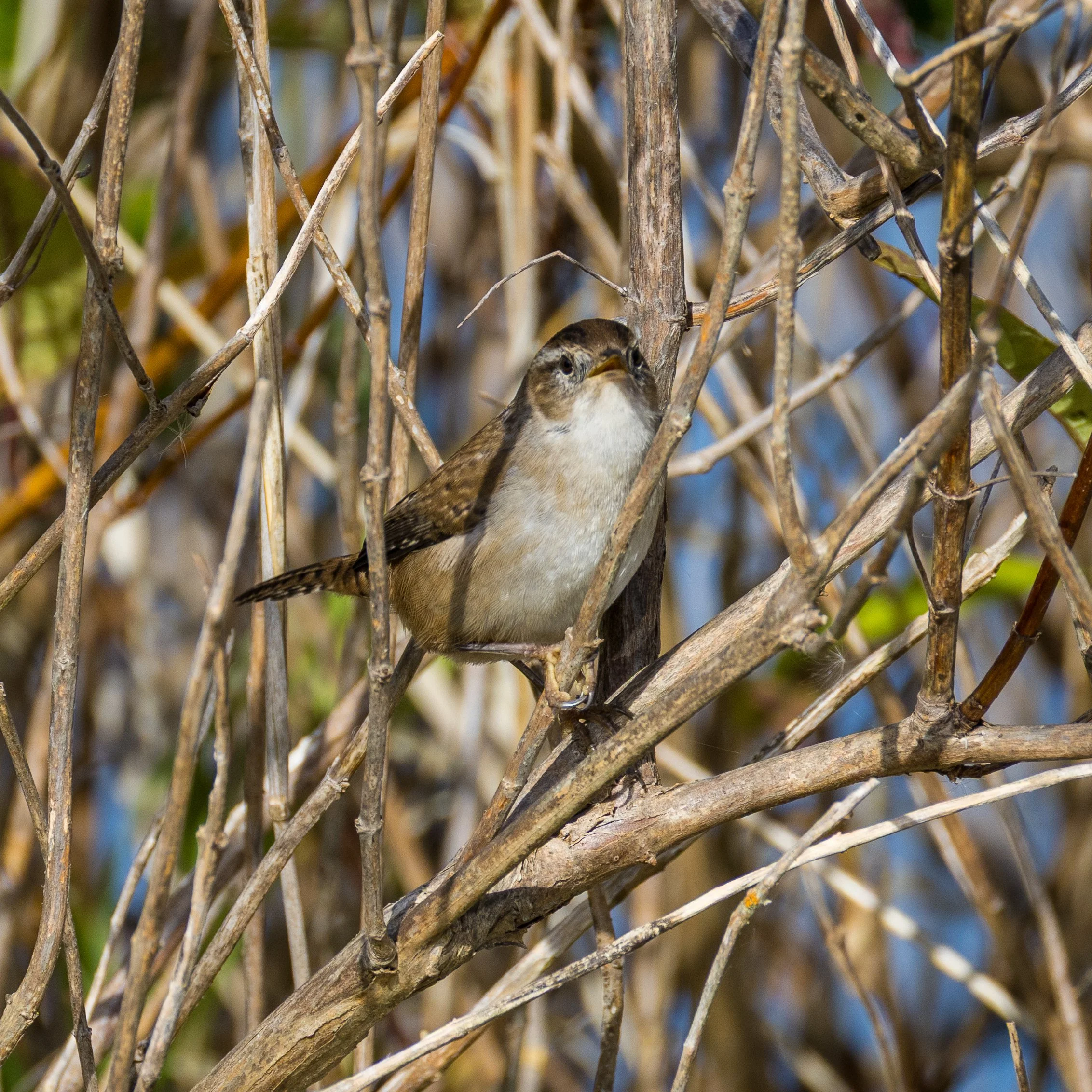  There were lots of wrens around, making so much noise. 