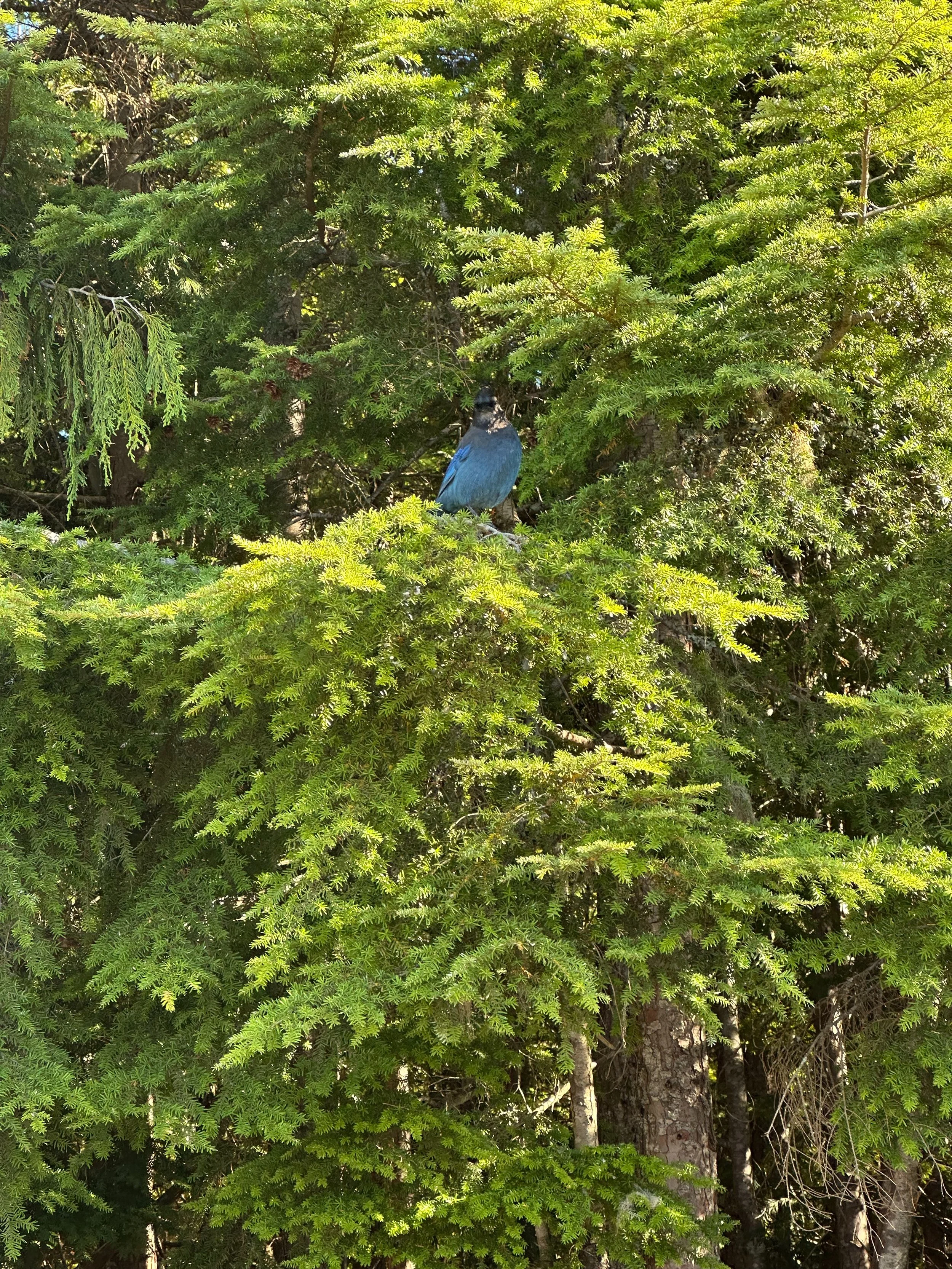  There were lots of birds hanging out looking handouts.  