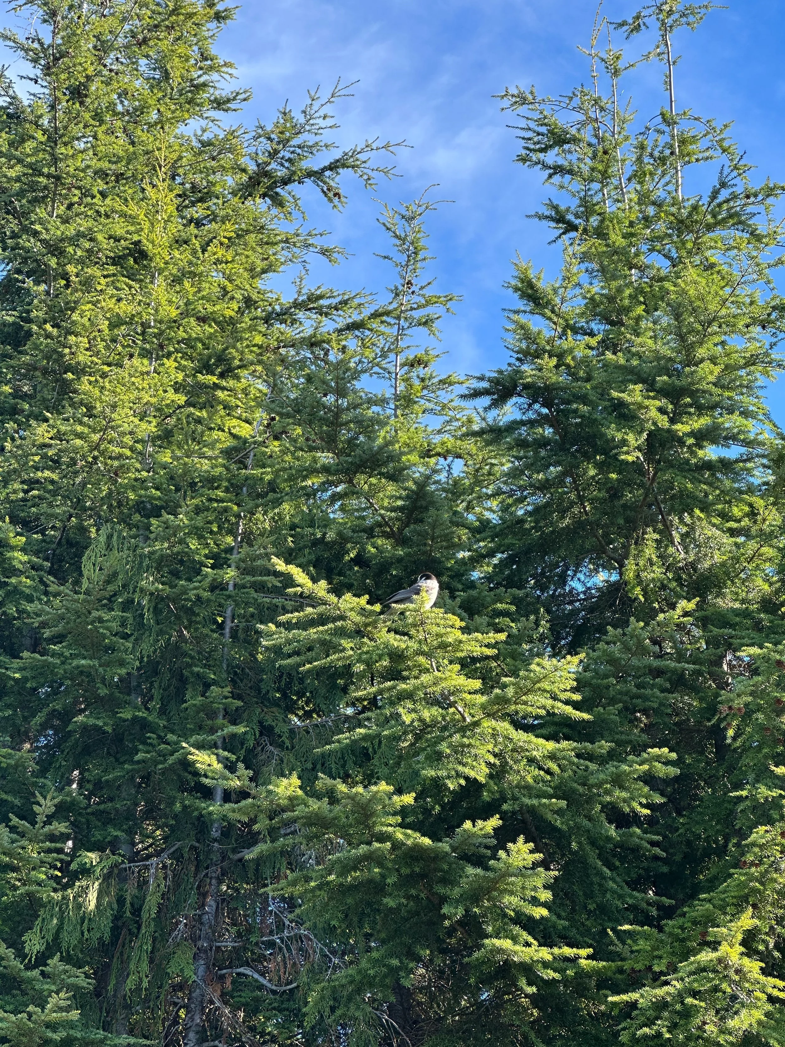  Canada Jay (or grey jay) 