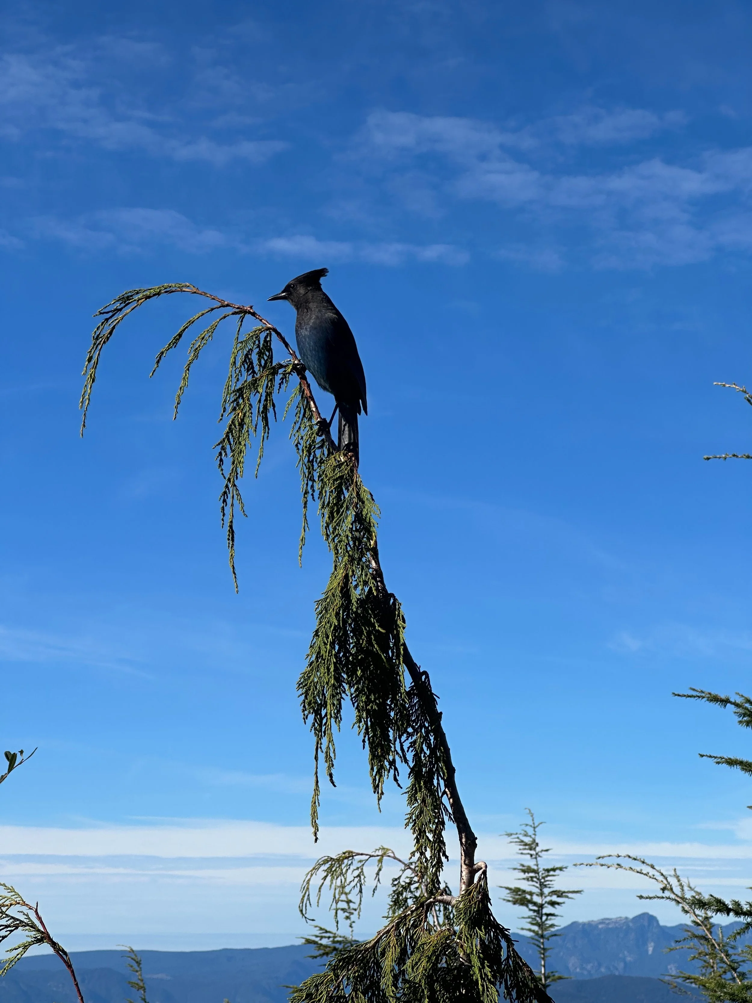  Steller Jay 
