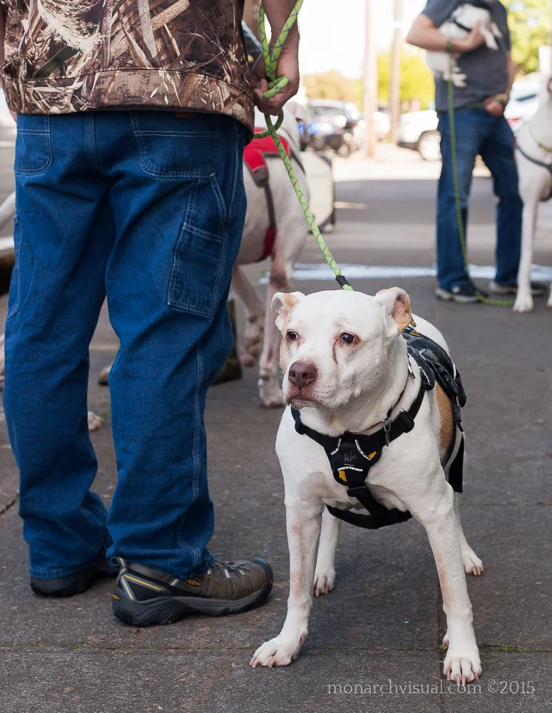 Yappy Hour - April 2015