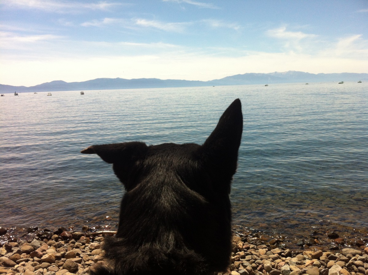 Bear at Lake Tahoe