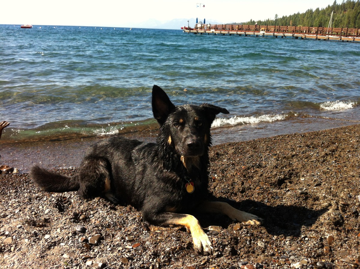 Bear at Lake Tahoe