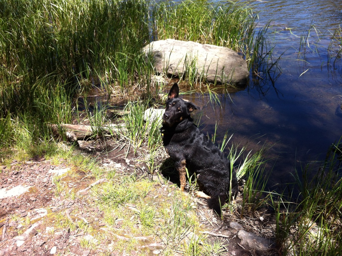 Bear at Watson Lake