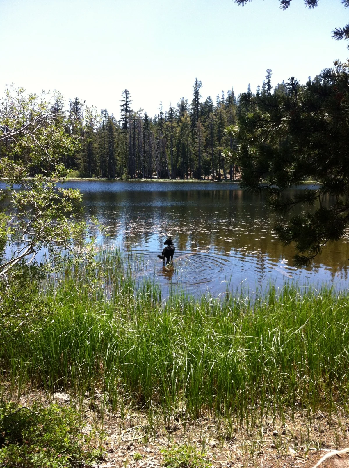 Bear at Watson Lake
