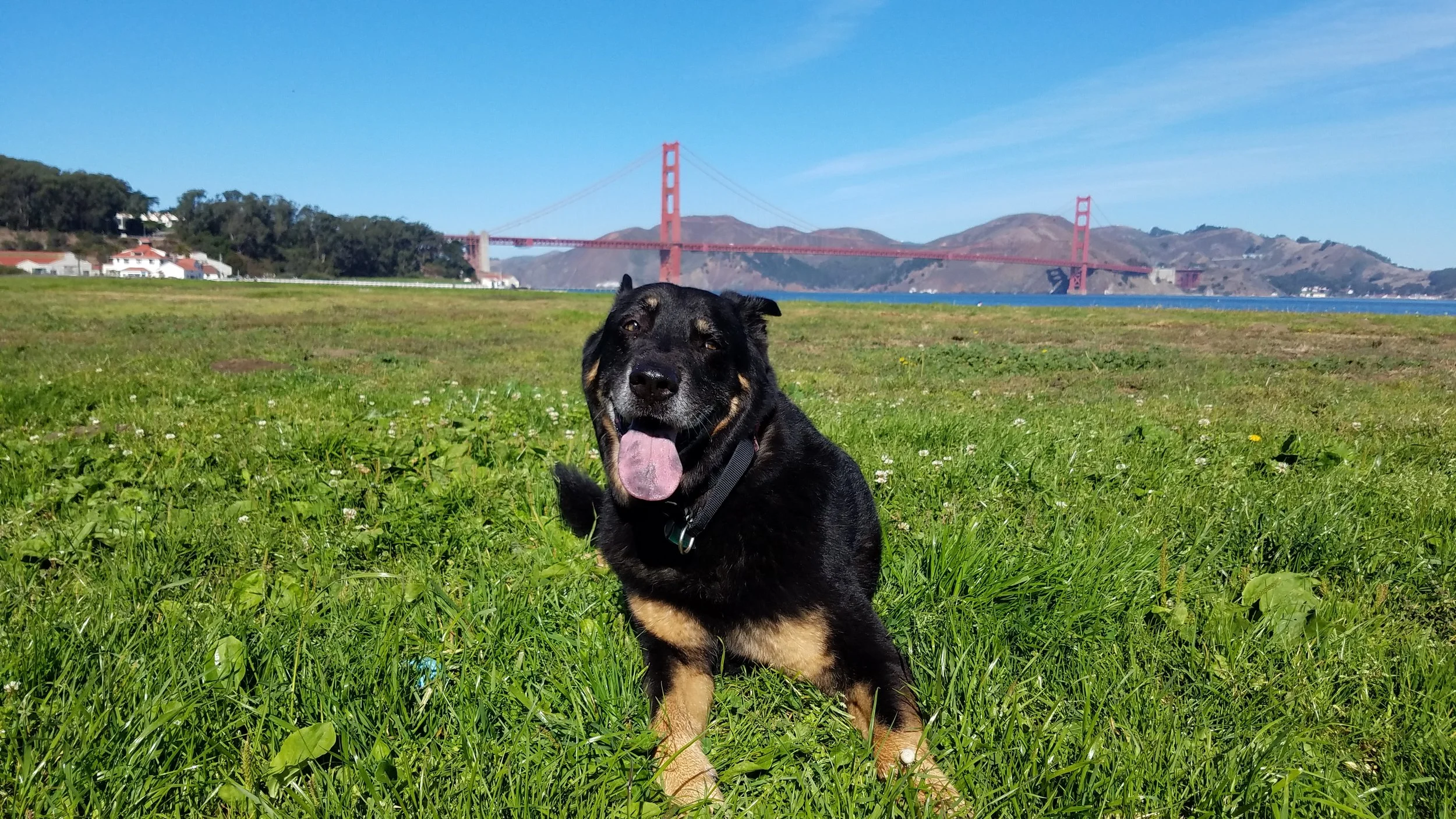 Chasing the ball at Chrissy Field, 2017
