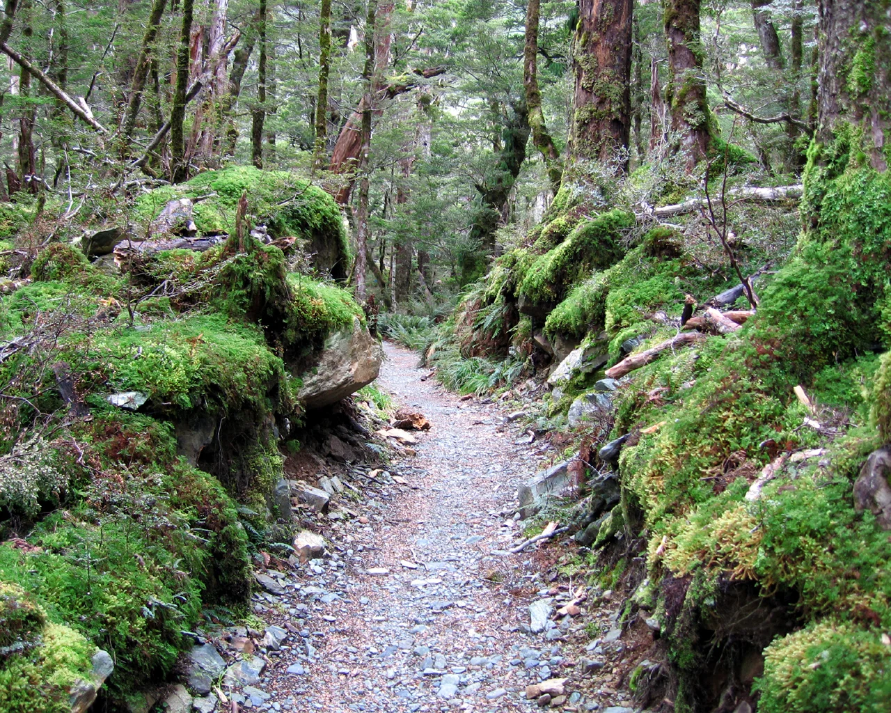 Background-NZRouteburn2.jpg