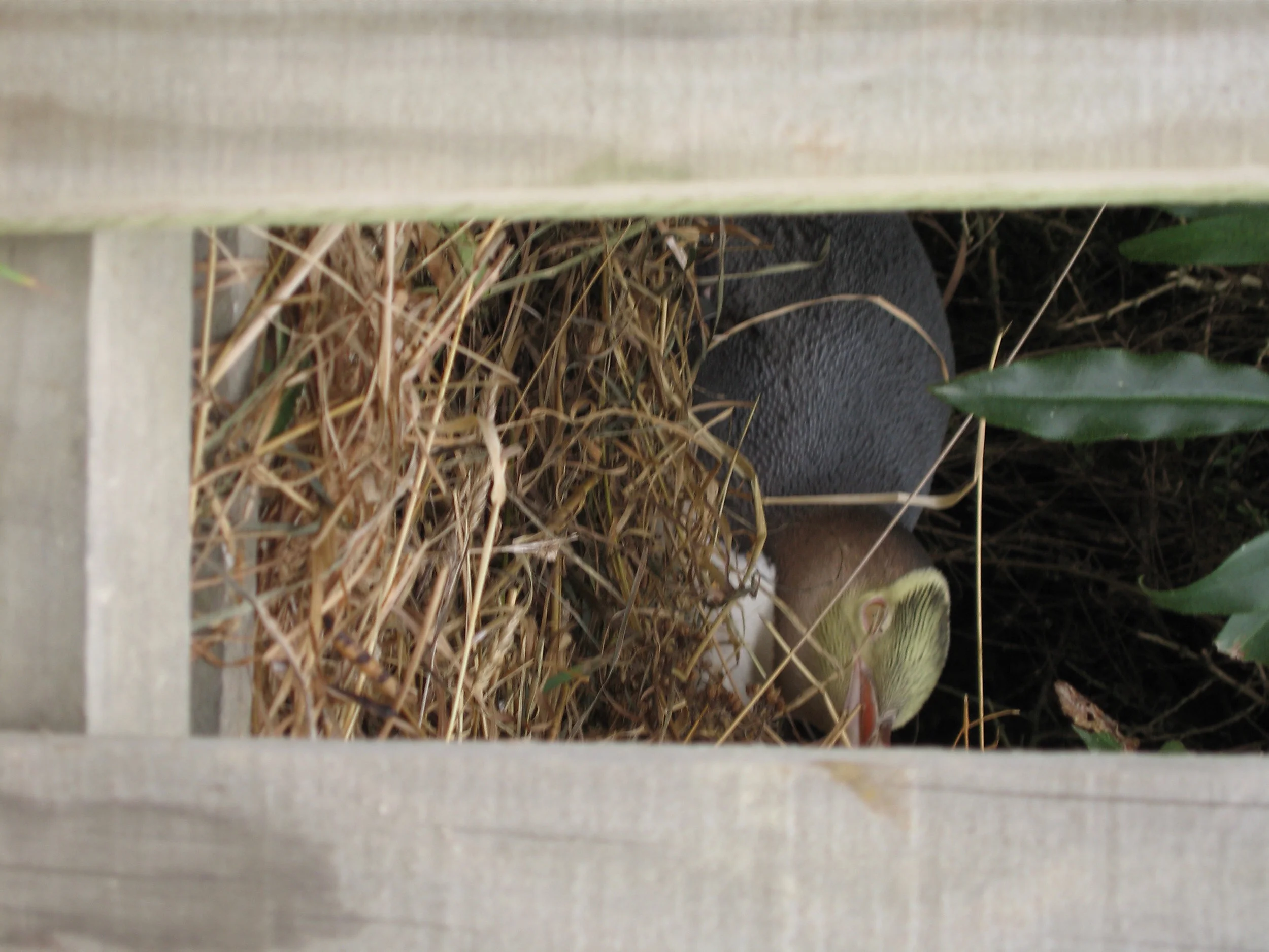 2005-09-09 Oamaru - Yellow-Eyed Penguin Lookout (2).JPG
