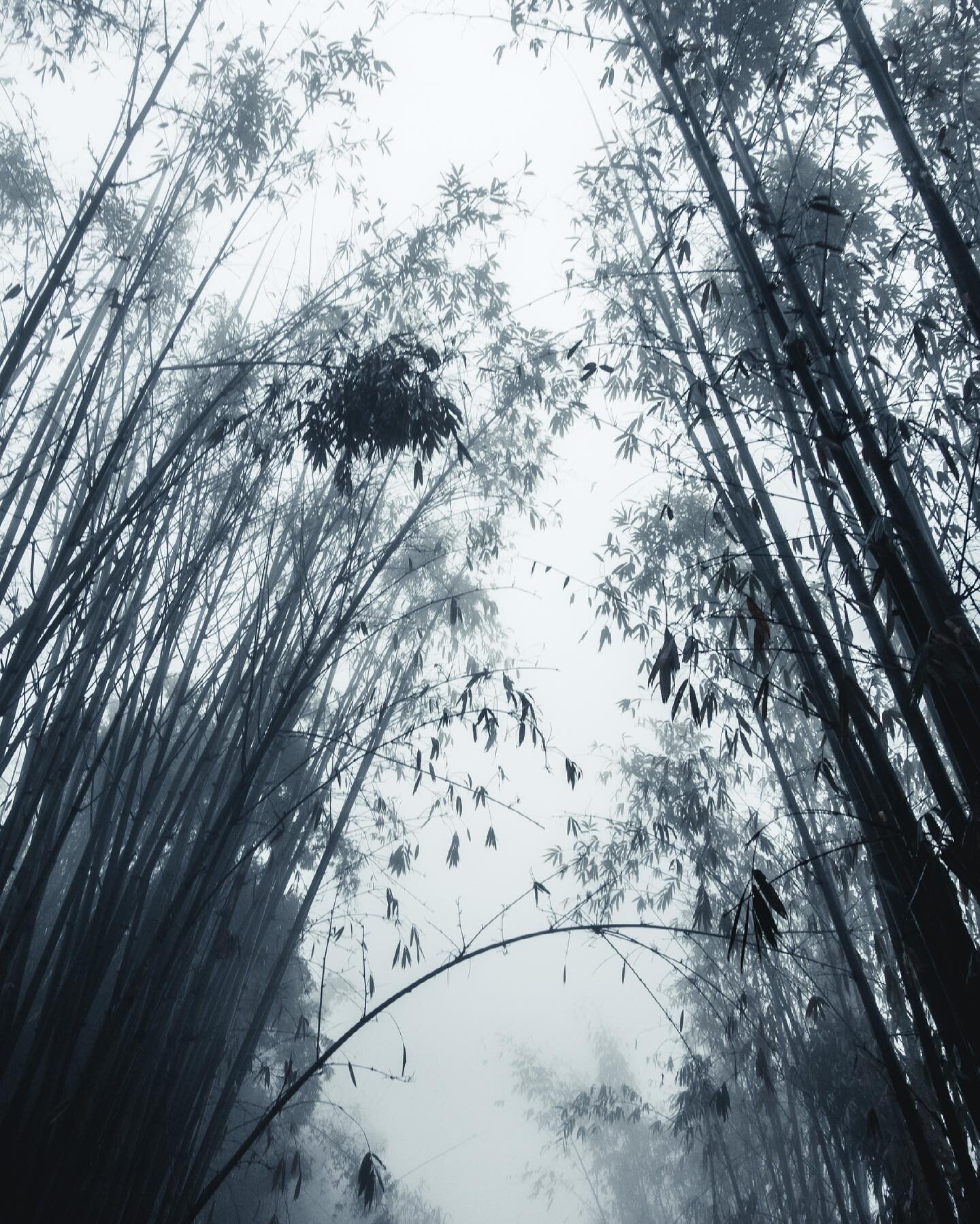 New old edits III: Bamboo-zles in the Mist🎋
.
.
.
Sa Pa, Lao Cai, Vietnam 🇻🇳 2016
.
.
#vietnam #sapavietnam #bambooforest #mist #tallbois #walkofalifetime #travelgram #sony #sonyrx100 #sonyrx100m3 #ourguidewasthebest #coldaf