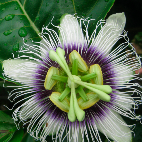 Passiflora blossom