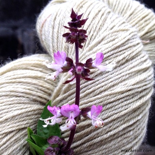 Thai basil blossoms