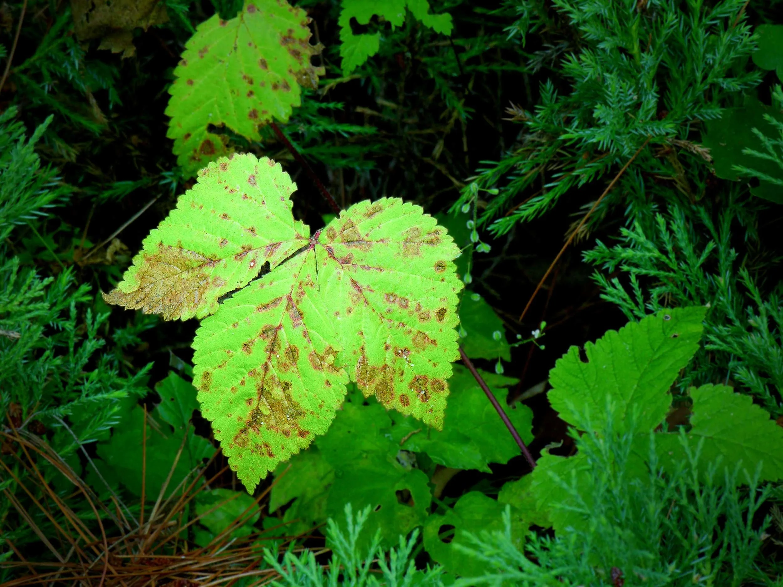 Natural Leaf