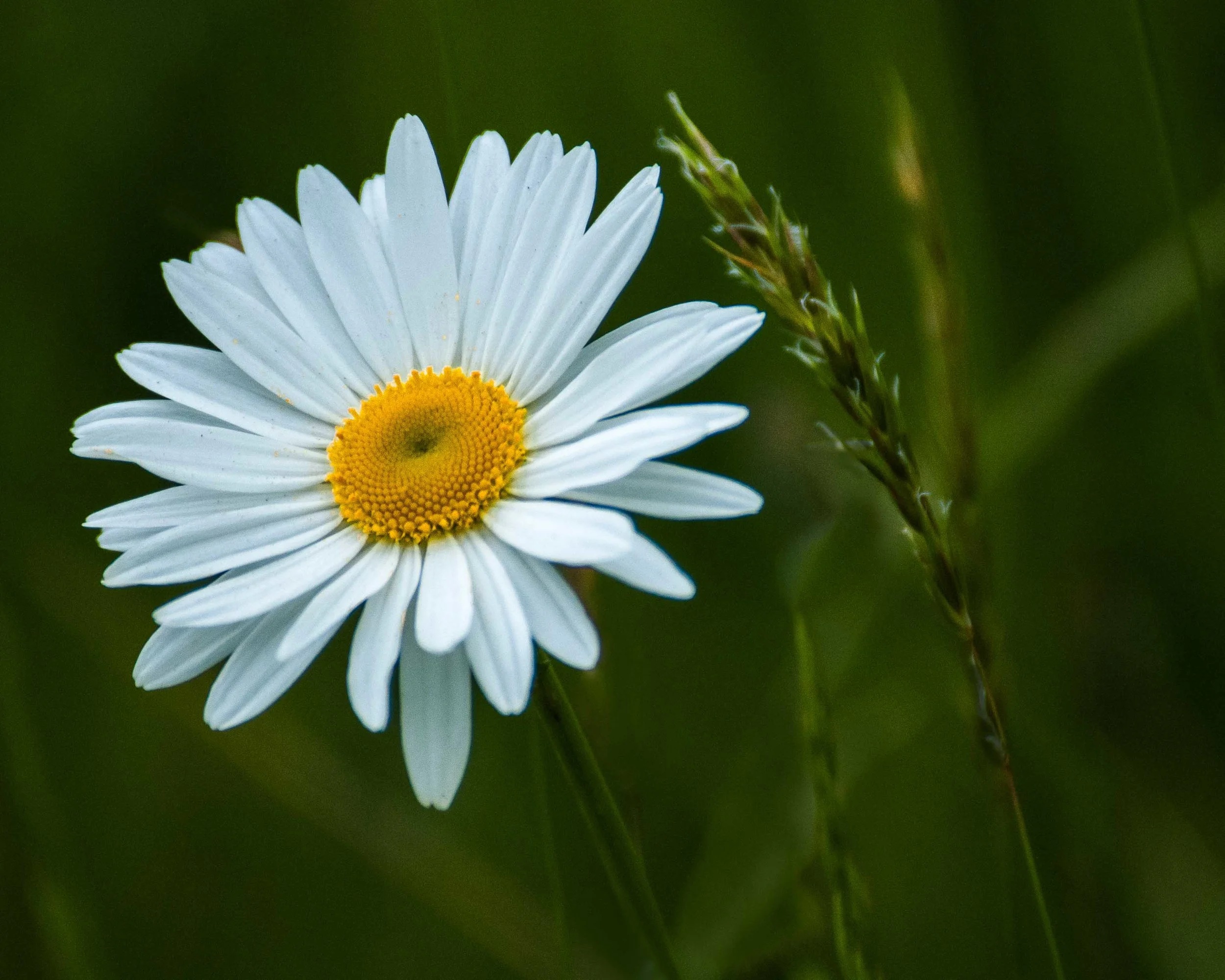 Wild Daisy