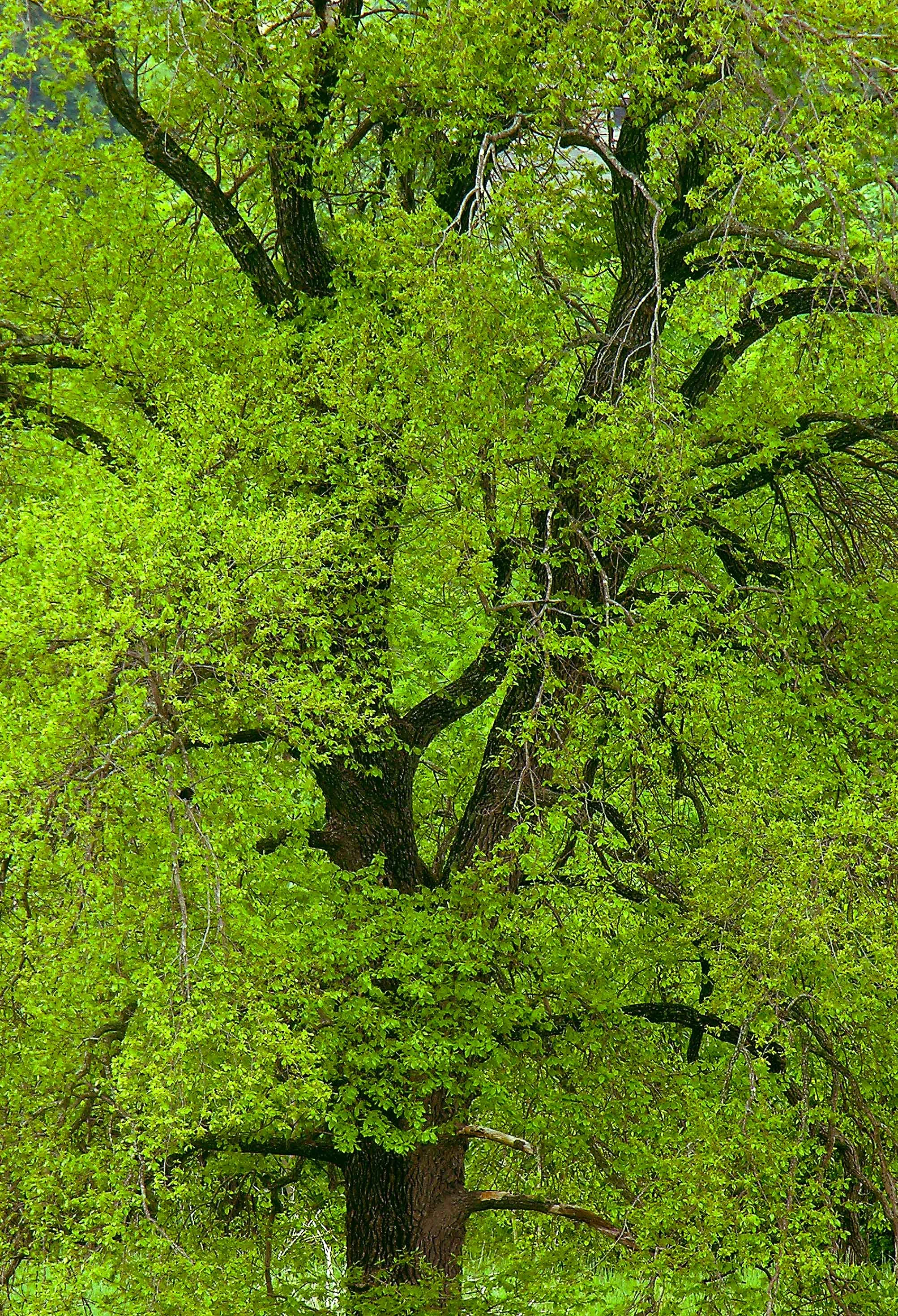 The Greens of Spring