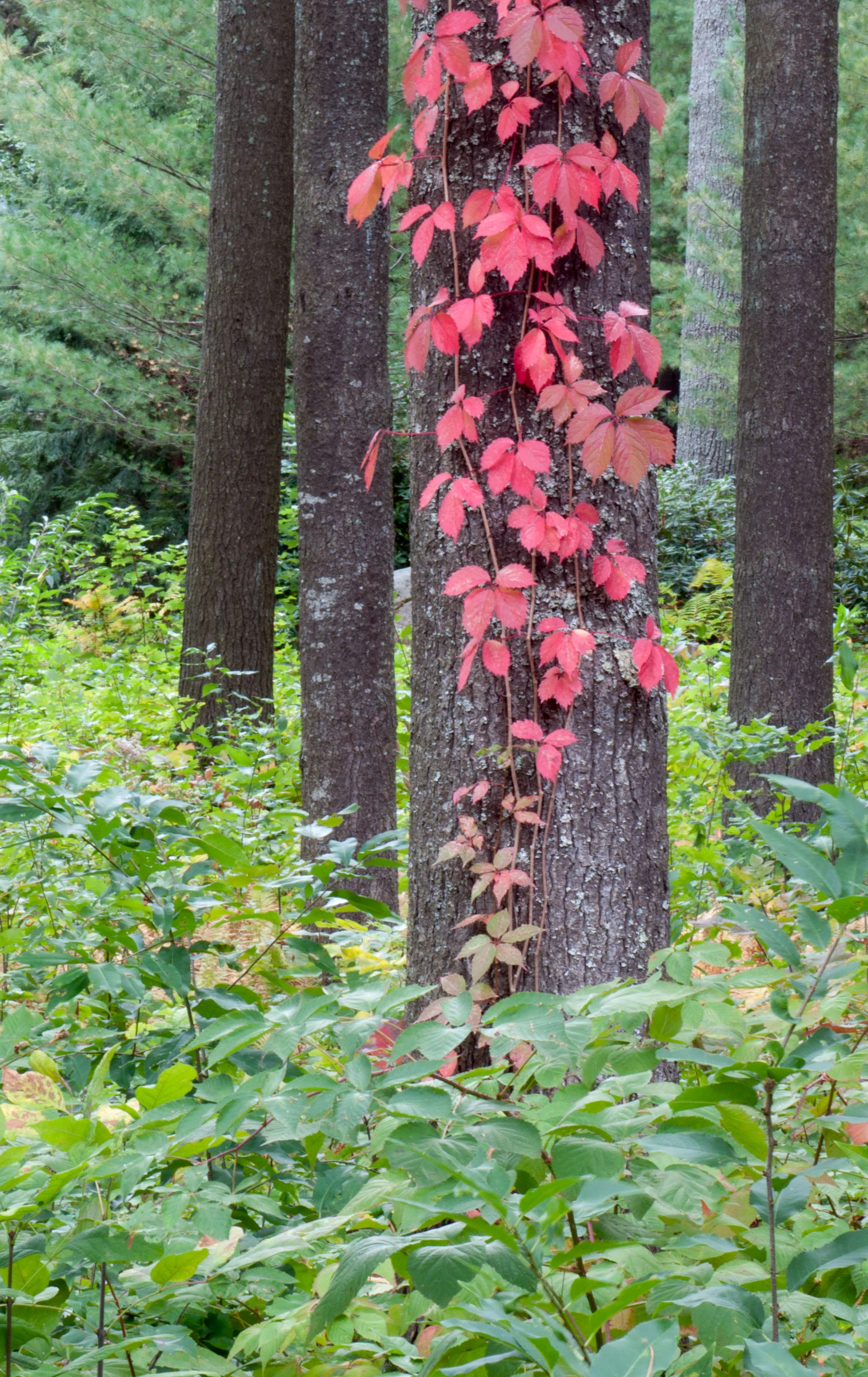 Red Ivy in Fall