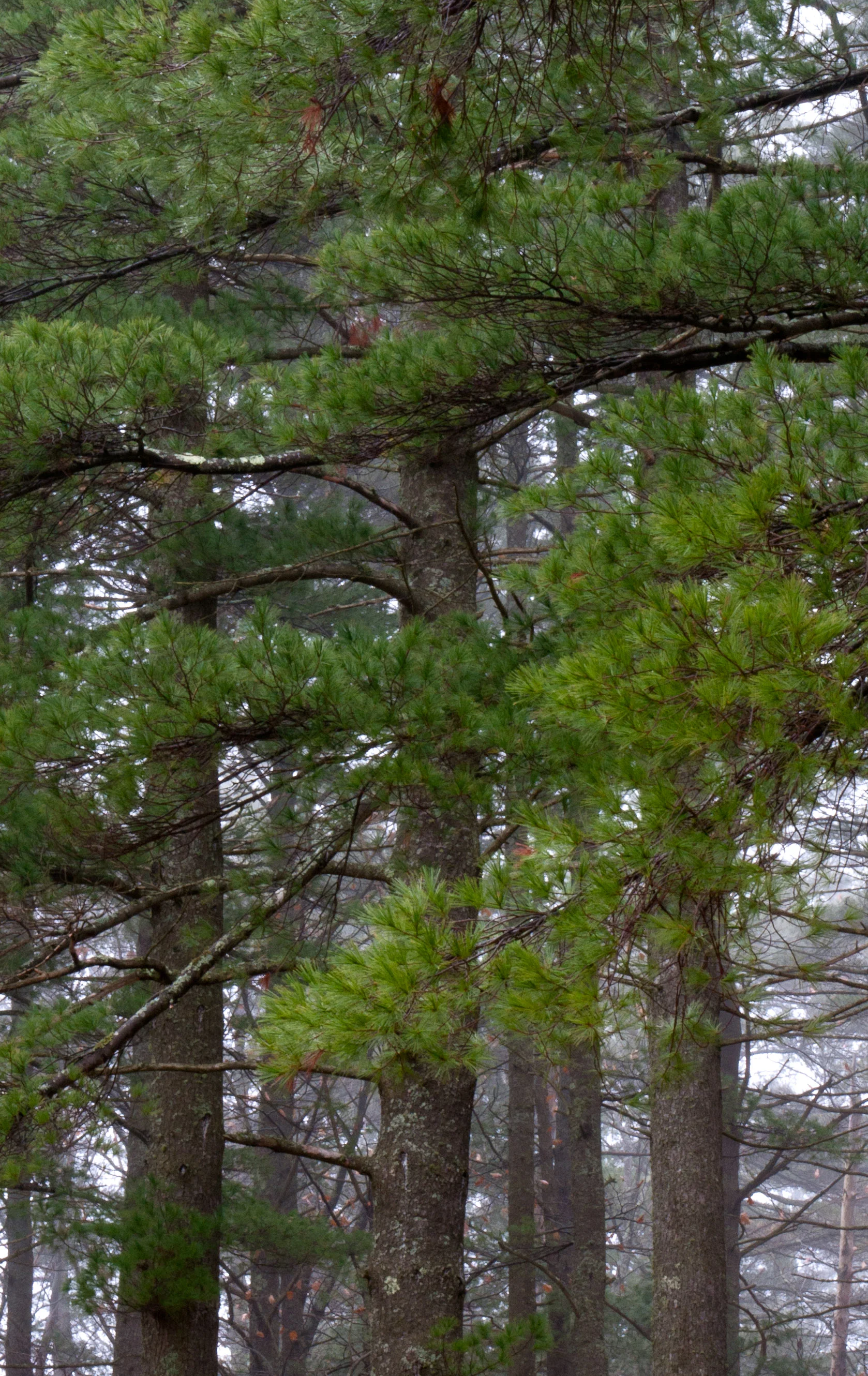 Point Breeze Pines 2