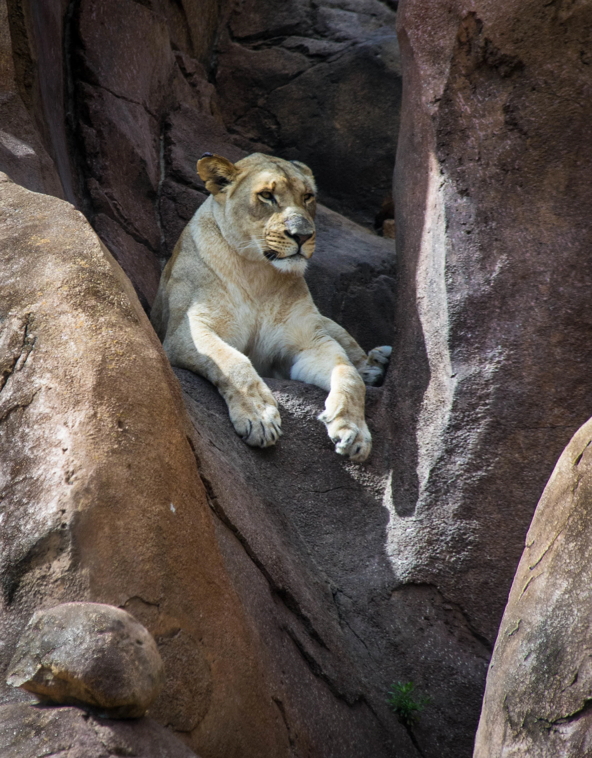 Lion in Waiting