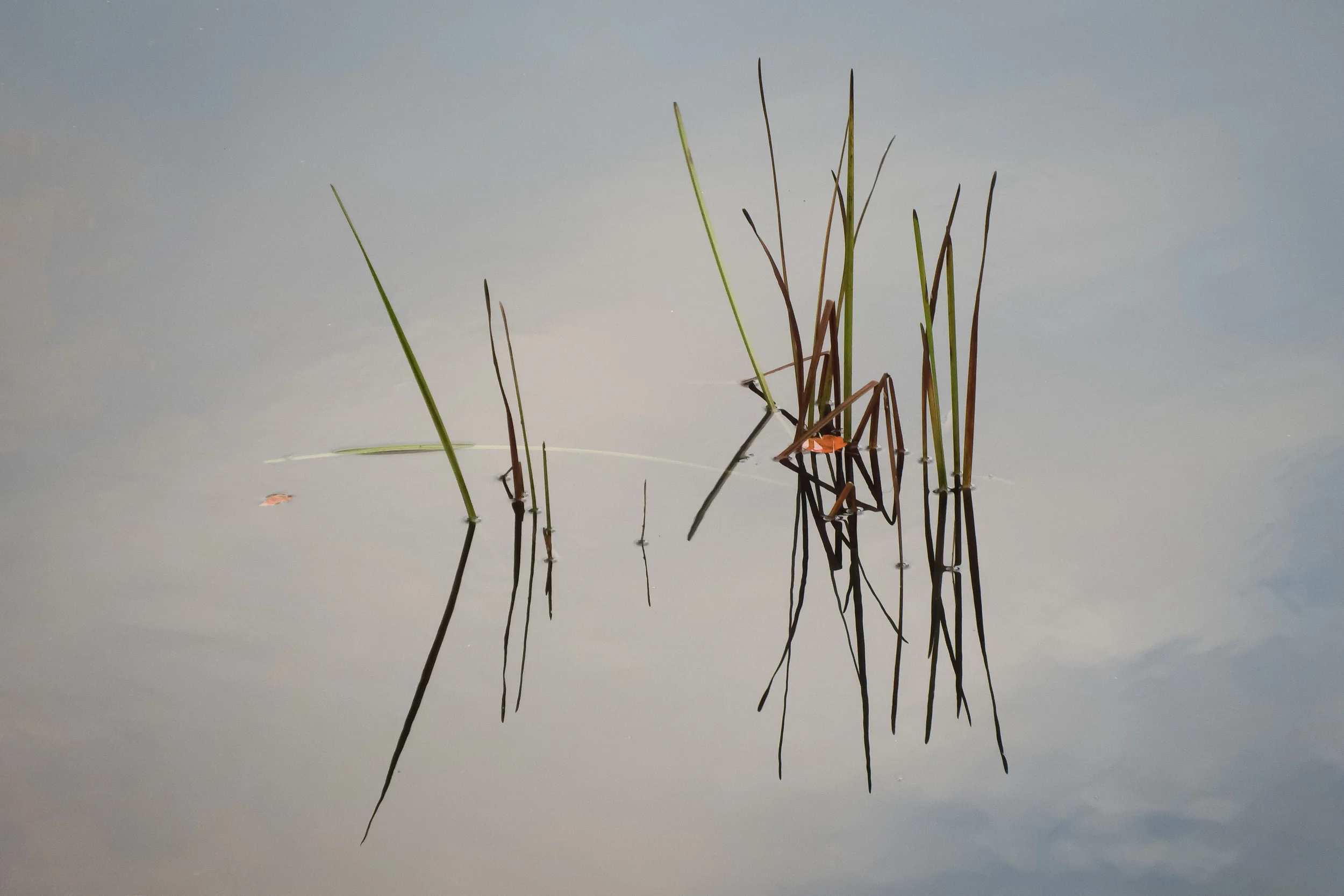 Wetlands Grass