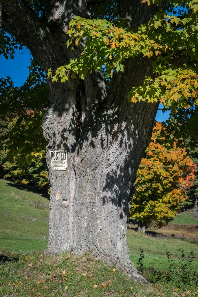 Mighty Oak