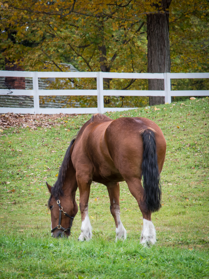 Horse Grazing