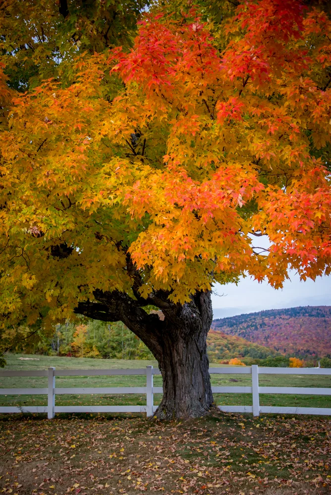 Autumn Colors