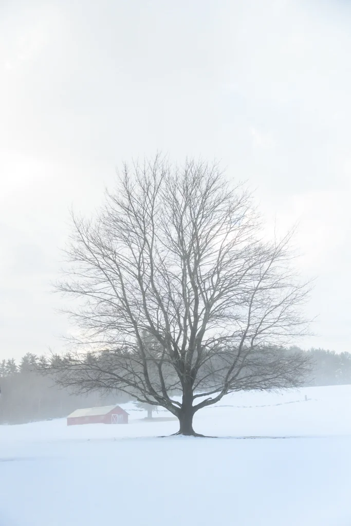 Early Winter Fog
